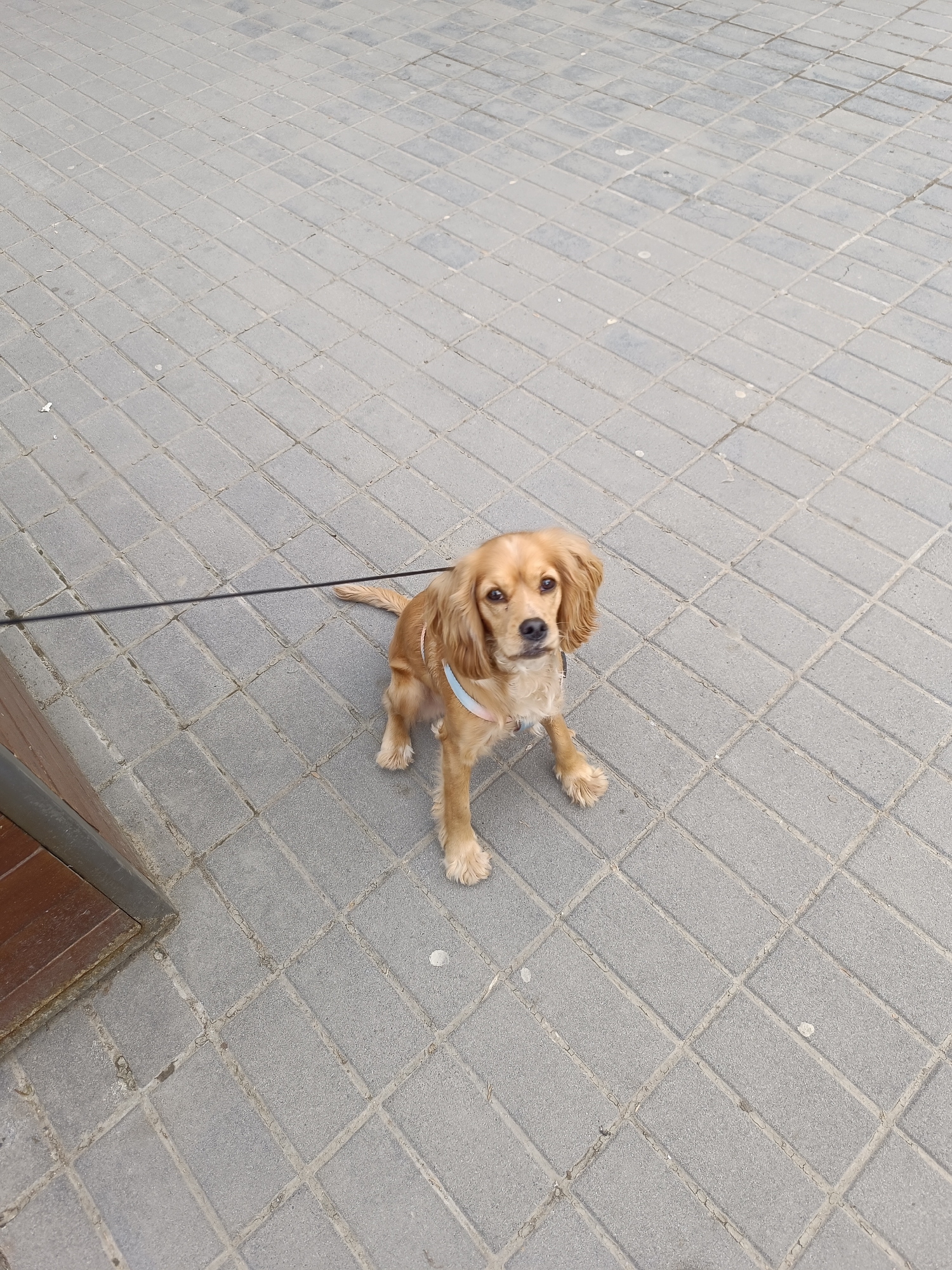The image shows a Cocker Spaniel dog sitting on a gray brick paved surface. The dog is tan-colored and wearing a light blue harness. A black leash is attached to the harness and extends to the left side of the frame. A dark, wooden object is partially visible in the lower left corner. The location is presumed to be Pleven, Bulgaria. The focus is on the dog. No other people or objects are discernible.