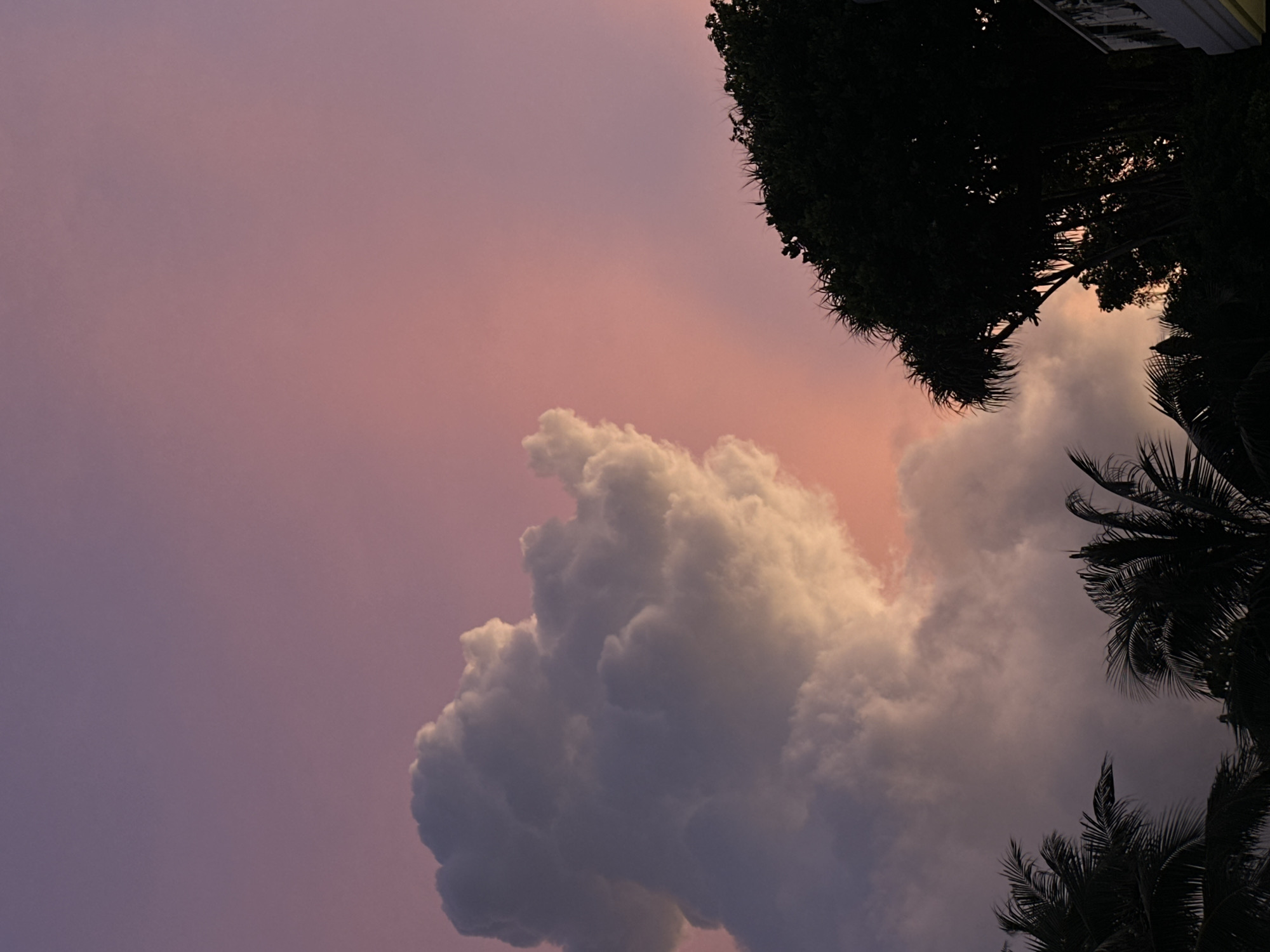 The image depicts a twilight sky with vibrant hues of pink and purple. A large, textured cloud dominates the left side of the frame, tinged with the warm glow of the setting sun. Silhouetted against the colorful sky are the dark shapes of tropical foliage, including palm trees and a dense tree with spiky leaves, on the right. The bottom portion of the frame shows the tops of these trees, with hints of a building structure on the far right. This scene is located in Rawai, Thailand.