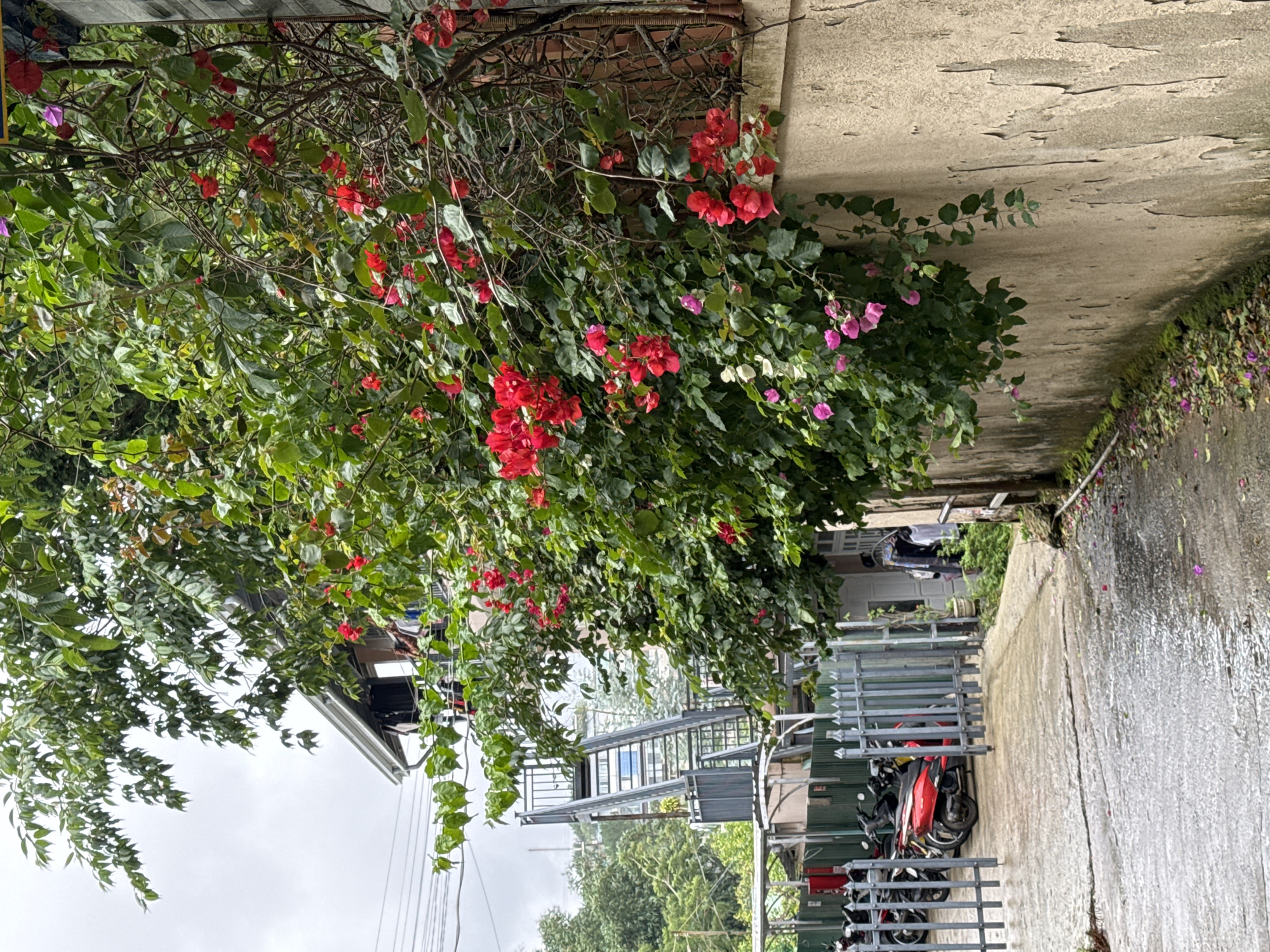 The image presents a vibrant, verdant scene of a residential street or path, likely in a tropical or subtropical region such as Lâm Viên - Đà Lạt, Vietnam. The dominant feature is a massive, lush bougainvillea plant sprawling across the left side of the frame, heavily laden with clusters of brilliant red and pink flowers. Its dense green foliage creates a natural canopy over a portion of the path.
A concrete path, appearing wet and somewhat reflective in places, stretches from the foreground into the background, suggesting it might have recently rained or is still damp from an overcast day. The path shows signs of wear, with visible cracks and uneven textures. To the right of the path, a concrete wall or embankment is visible, also adorned with small patches of green and purplish foliage.
Further along the left side of the path, a metal fence or gate encloses an area where several motorbikes are parked. At least two motorbikes are clearly identifiable, one predominantly red and black, and another darker-colored one behind it. Beyond the foliage and motorbikes, parts of a building or house with a roof and what appear to be windows can be seen.
The sky is overcast, indicating a cloudy daytime setting, with no direct sunlight visible. There are no people present, and no discernible text can be observed in the image. The scene conveys a sense of a lived-in, green environment, characteristic of many Southeast Asian towns.