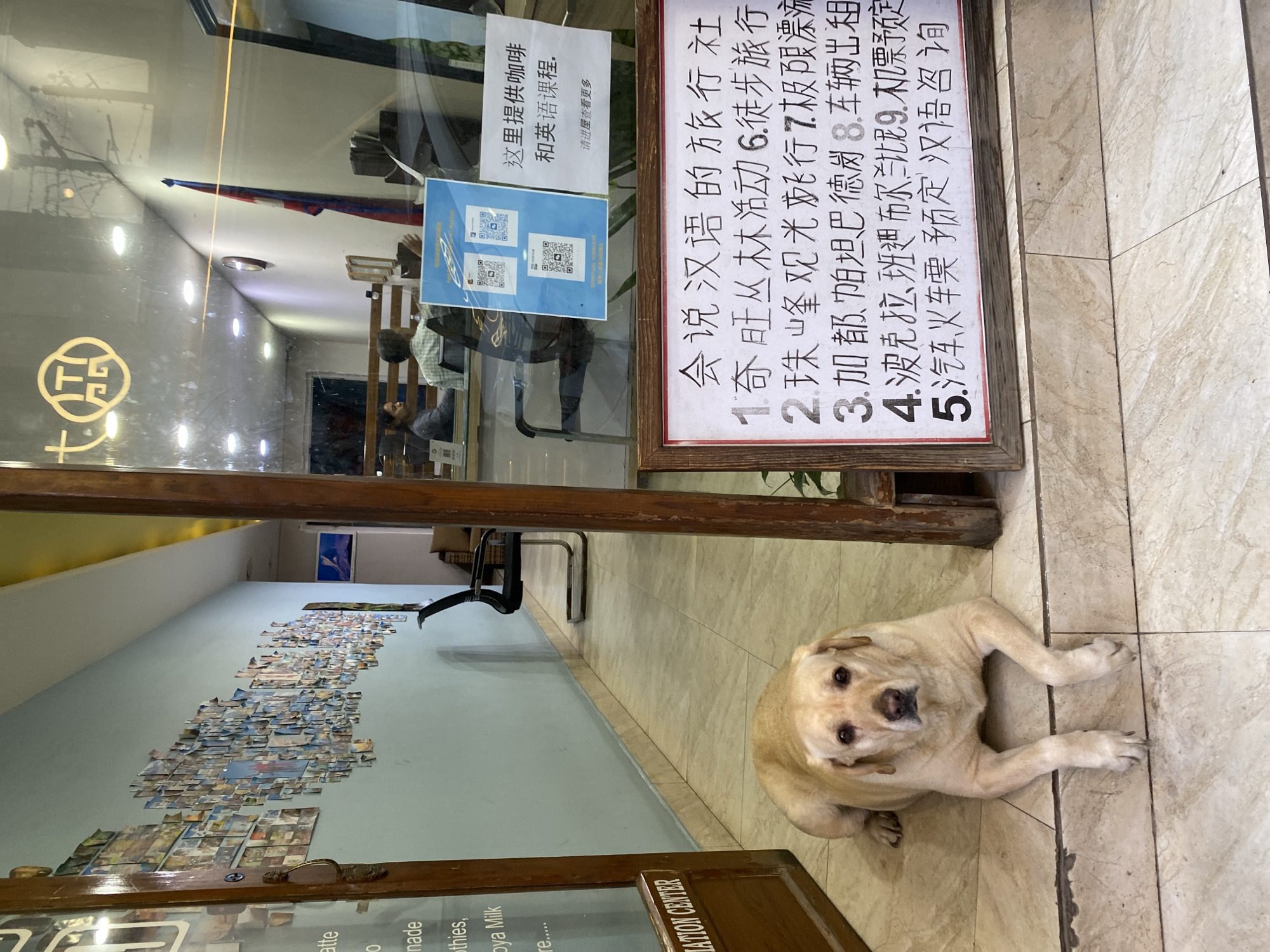 The image is an outdoor shot of a building entrance in Kathmandu, Nepal. A light-colored Labrador retriever is lying on the tiled floor in front of the entrance. To the left of the dog, a partially open door with the text "ATION CENTER" is visible. To the right of the dog, a framed sign with Chinese text and a list of activities is displayed. Behind the sign, through a glass window, two people are visible inside a room, one sitting at a desk and another looking towards the window. The room appears to be an office or a cafe, with a flag and several QR code posters on the wall. The overall scene suggests a commercial establishment offering services like travel arrangements and language classes.