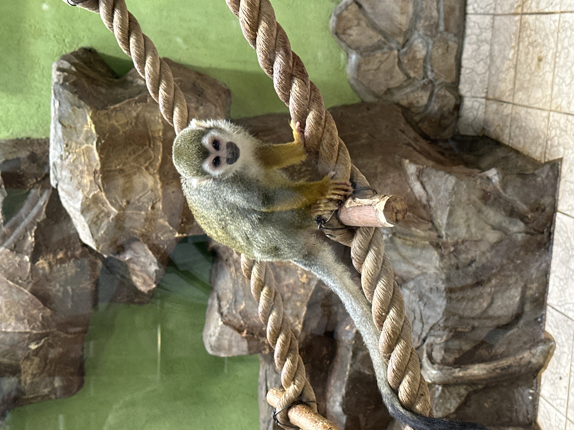A squirrel monkey is perched on a thick, twisted rope that stretches diagonally across the frame. The monkey has light grey fur on its back and limbs, with yellowish fur on its forearms and shoulders. Its face is white with a black mask around its eyes and nose, and it has dark eyes. The monkey is looking directly at the camera. The background consists of artificial rock formations in shades of brown and grey, and a bright green wall. A tiled floor is visible at the bottom of the image. This scene is likely an enclosure in a zoo or animal exhibit. The location in Izhevsk, Russia, is unknown as the image itself does not provide this information.