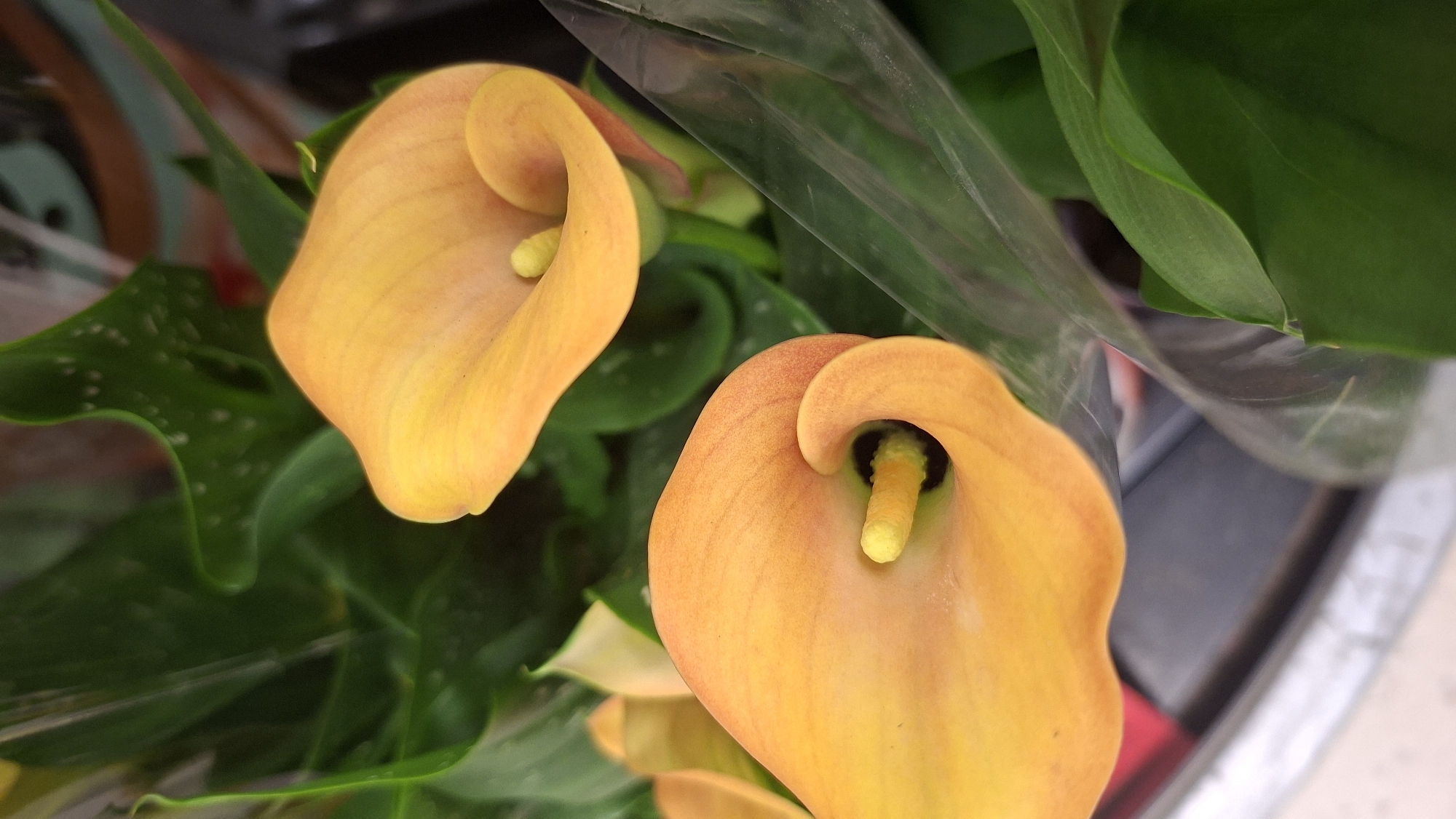 Two orange calla lilies are in focus, with green leaves in the background and a clear plastic wrap. One lily is in the foreground, angled to the right, and the other is slightly further back and to the left. The image is a close-up shot, with no people or specific actions depicted. The environment appears to be indoors, possibly a flower shop or a home. No specific location in Tallinn, Estonia, can be identified.