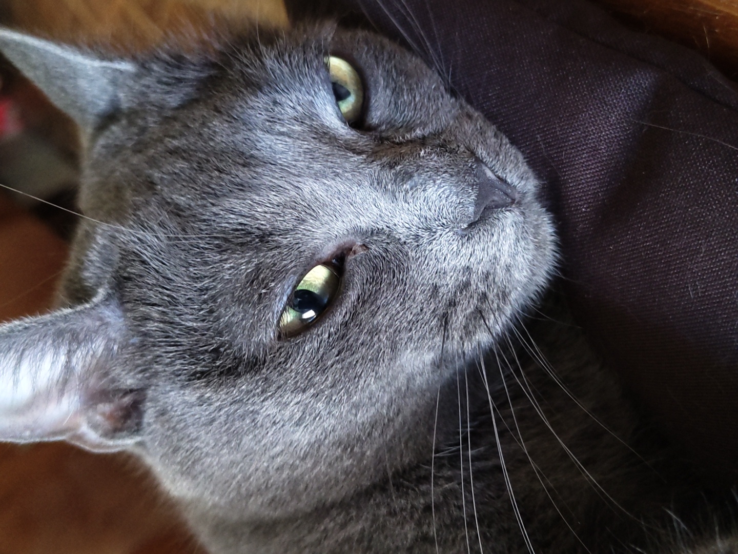 A close-up, eye-level, headshot of a gray cat is depicted against a blurred background of brown and dark fabric. The cat's face is the primary focus, with its ears perked and its eyes partially closed, giving it a relaxed or sleepy appearance. The fur is short and dense, exhibiting subtle variations in shade. Its whiskers are prominent and extend outwards from its muzzle. The cat's nose is a dark, triangular shape. The lighting is soft, casting a gentle glow on the cat's face. The image appears to be taken indoors.