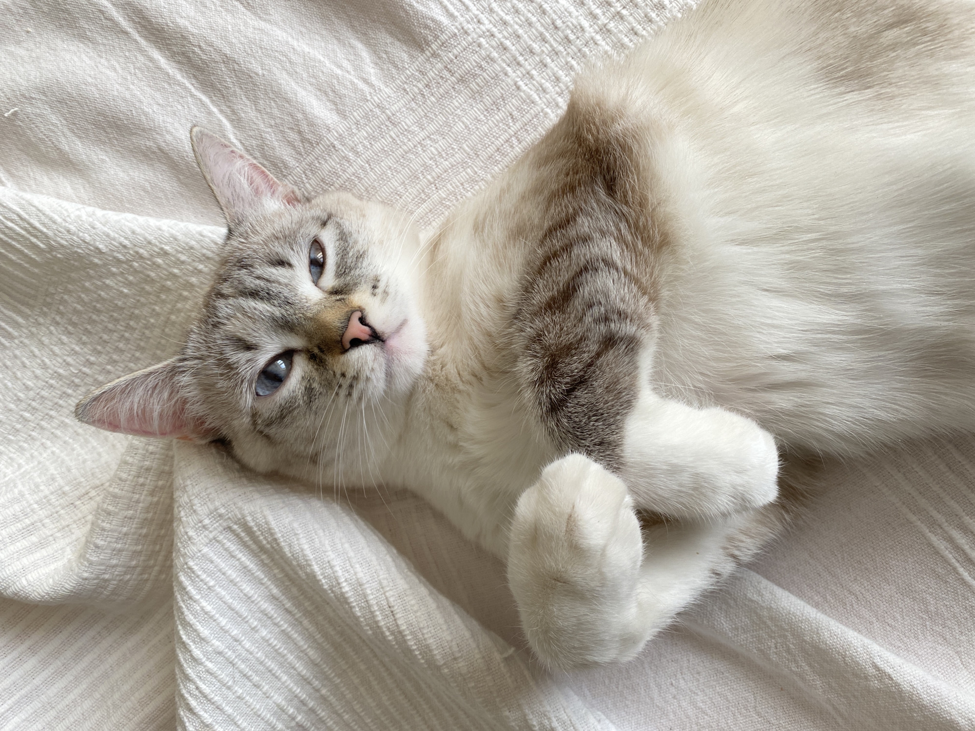 A cat is lying on a white textured blanket. The cat is light-colored with grey tabby markings on its head and back. It has blue eyes and a pink nose. The cat is lying on its side with its front paws crossed. The background is a soft, off-white color. There is no indication of Yekaterinburg, Russia.