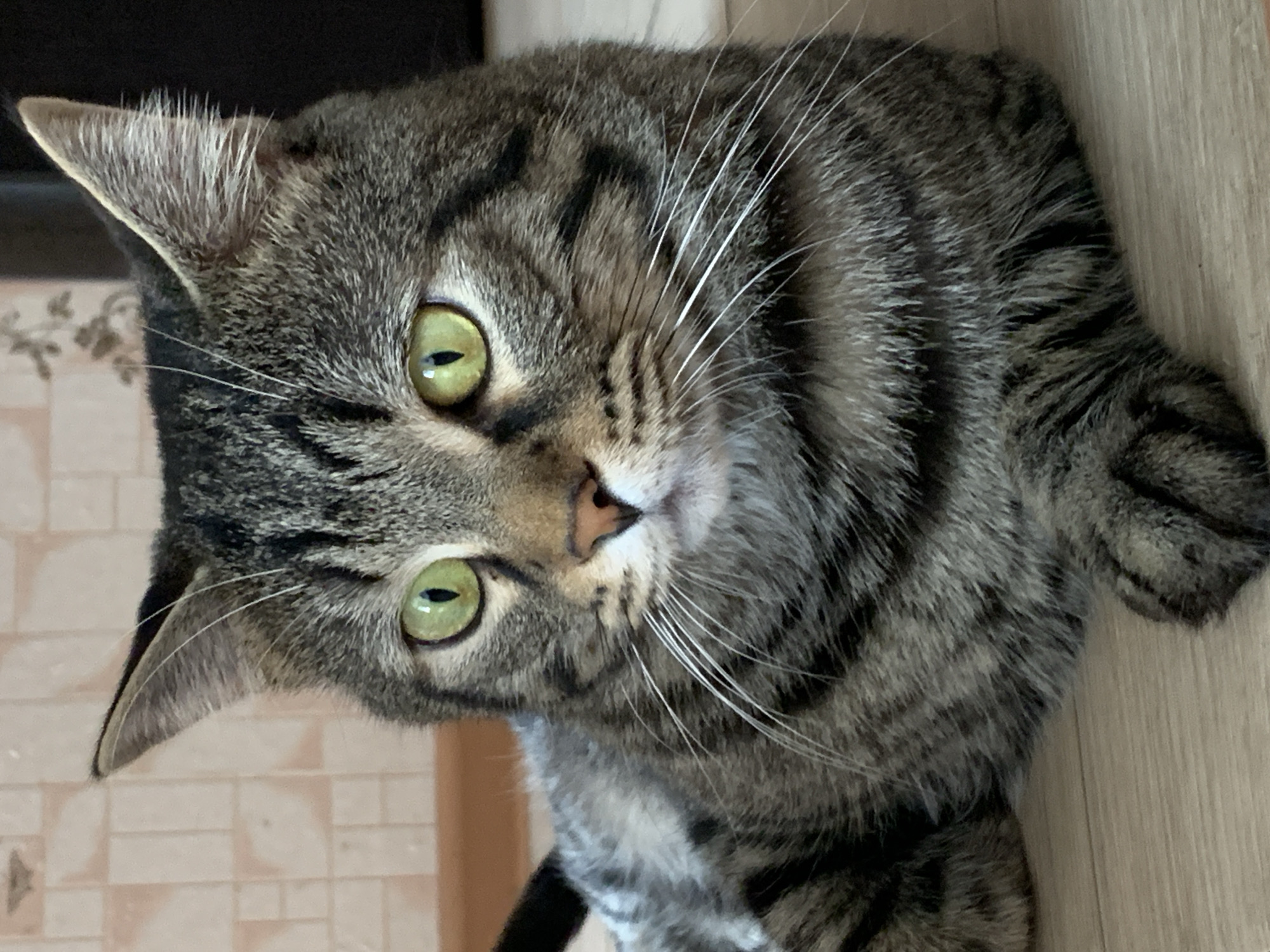 A close-up, high-angle shot captures the face and upper body of a tabby cat. The cat, oriented on its side in the image frame, appears to be looking directly at the camera with a curious and attentive expression. Its large, striking green eyes, with vertically slit pupils, are a prominent feature. The cat's fur is a mix of grey, brown, and black stripes, characteristic of a classic tabby pattern. Numerous long, white whiskers extend from its muzzle. A small, light pinkish-brown nose is visible at the center of its face. One ear is fully visible on the left side, showing the intricate fur patterns inside.
The background is simple and out of focus, suggesting an indoor setting. To the left, there's a light-colored surface, possibly a wall with a subtle textured or tiled pattern. To the right and bottom, a lighter wooden or laminate surface is visible, implying a floor or furniture. The lighting is soft and even, highlighting the cat's features without harsh shadows. No specific activity beyond observing the viewer is depicted. There is no visible text.