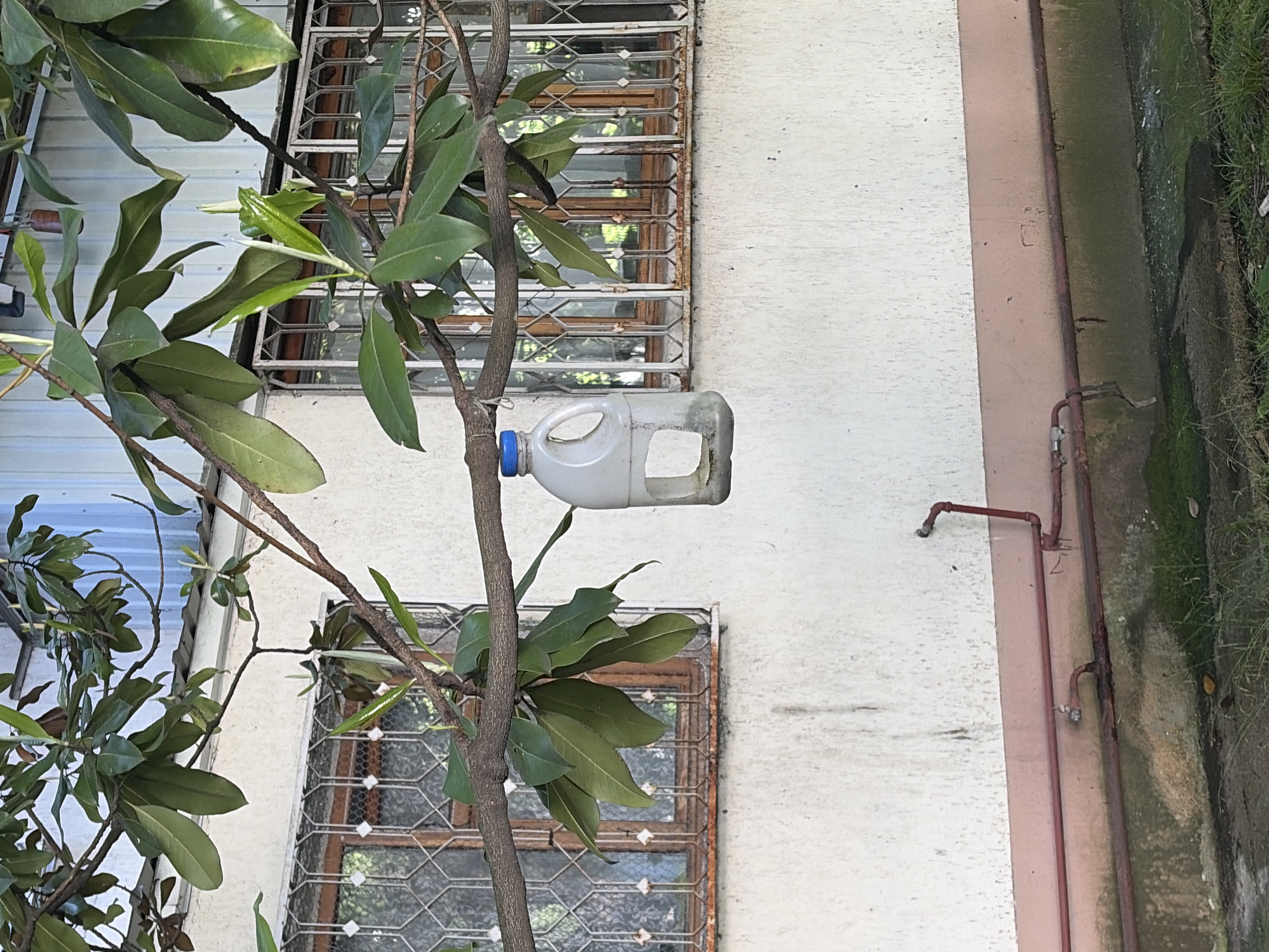 This image captures an outdoor scene featuring a leafy plant in the foreground, set against the backdrop of a building. The dominant subject is a broad-leaved plant or tree, characterized by its dark green, glossy leaves and brown branches, which occupies the left and central parts of the frame.
A white plastic bottle, likely a repurposed milk or detergent container with a blue cap, is conspicuously tied to one of the plant's branches. It has a section cut out, forming an opening, and appears to function as a homemade bird feeder or watering container.
Behind the plant and the bottle, a light-colored, textured building facade is visible. The building features at least two windows, each protected by an intricate metal grate with a geometric pattern, and glimpses of brown wooden frames are seen through the grates. To the right, a vertical section of the building is painted a brownish-pink hue, along which several reddish-brown, possibly rusted, metal pipes run. One pipe includes an elbow joint pointing outwards.
At the lower right edge of the image, there's a ground-level area that resembles a concrete drainage ditch or gutter, covered with patches of green moss, algae, and some weeds.
The scene takes place during the daytime, under natural light, suggesting a mild, possibly overcast day. There are no people or explicit activities depicted. No text is visible in the image. The setting suggests an everyday, residential outdoor space in Sochi, Russia.