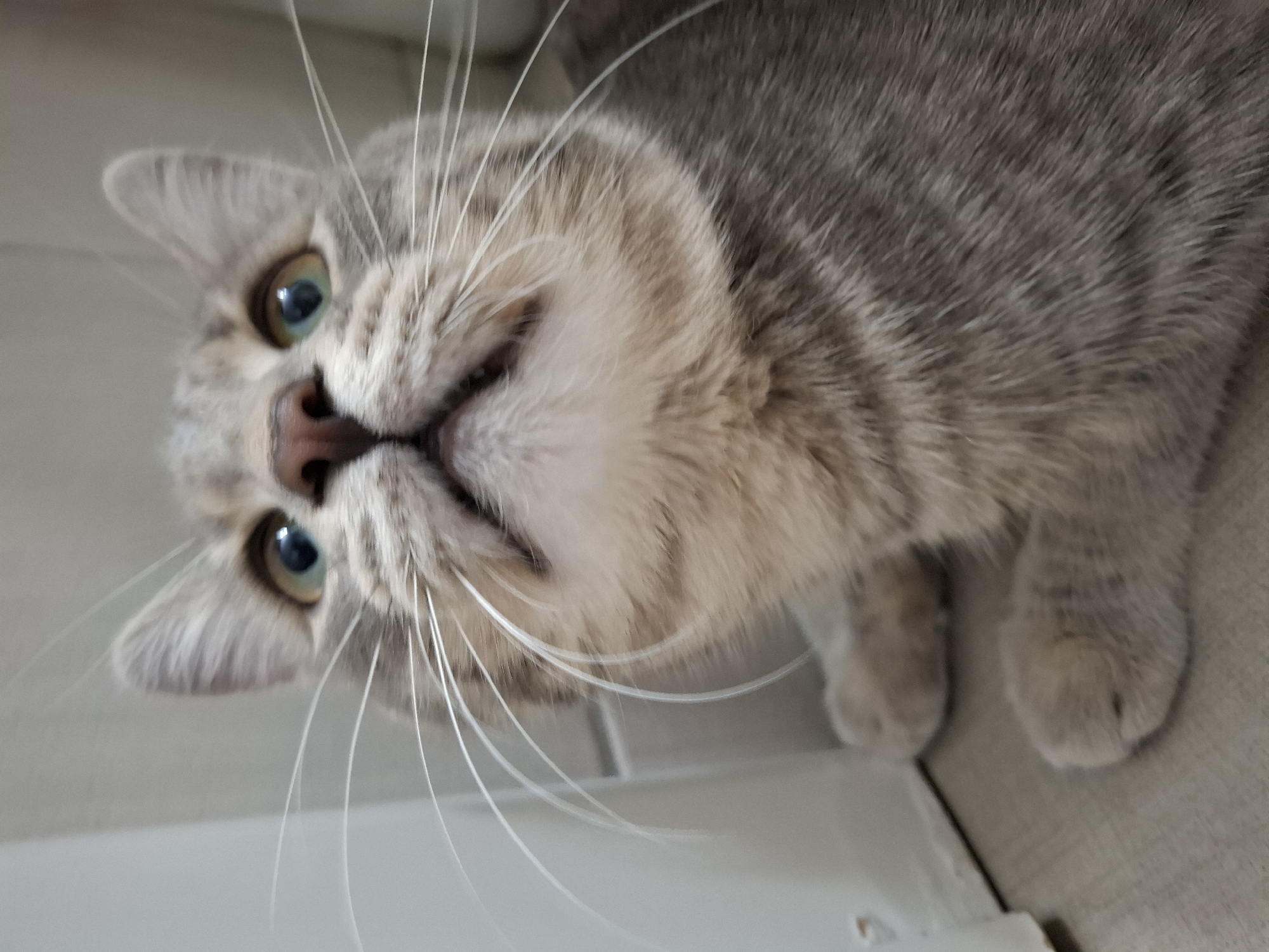 The image presents a close-up, high-angle portrait of a domestic cat, captured from a low perspective as it looks directly upwards at the camera. The cat is a tabby, characterized by its soft, greyish-beige fur with subtle darker stripes and markings across its head and body. Its most striking features are its large, wide-open eyes, which are a captivating shade of blue-green. Long, prominent white whiskers extend outwards from its muzzle, complementing its light pinkish-brown nose.
The cat's head is tilted, giving it an inquisitive and curious expression. Part of its body and two front paws are visible towards the lower right of the frame, resting on what appears to be a light-colored, possibly tiled or plain surface. A subtle line or edge on this surface suggests an indoor setting, likely a floor or low platform. The lighting is soft and even, indicating an indoor environment, possibly during the daytime. The overall impression is one of gentle curiosity and direct engagement. No visible text is present. This scene is set in Novi Sad, Serbia.