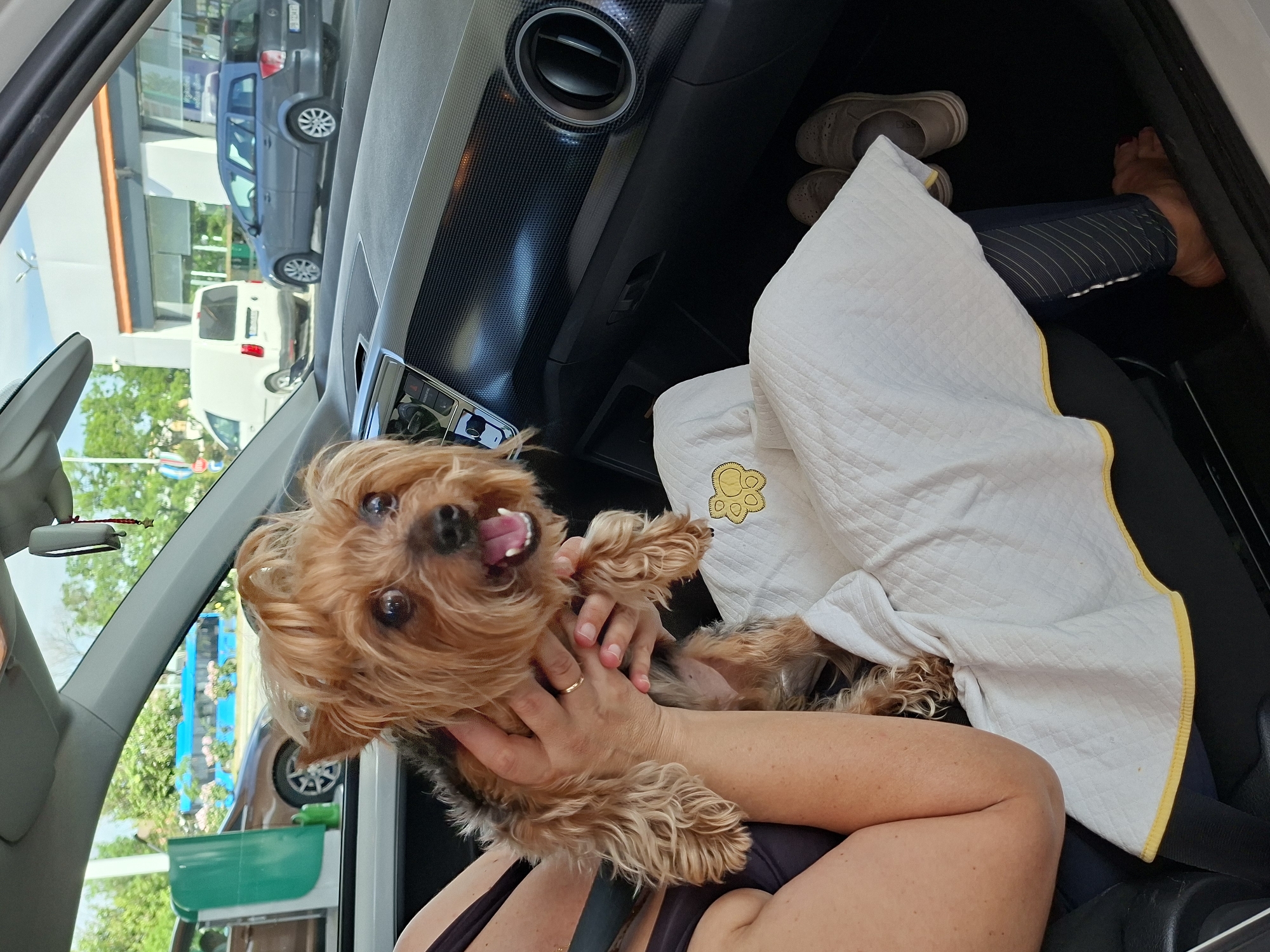 A tan-haired dog is held up in a person's hands inside a car. The person is wearing a black top and has a seatbelt across their chest. The dog is facing forward and has its mouth open. A white blanket with a yellow border is draped over the person's legs. There are shoes and another leg visible in the background. Outside the car window, there are other cars and green structures. Based on the buildings and vehicles visible, the location is possibly Plovdiv, Bulgaria.