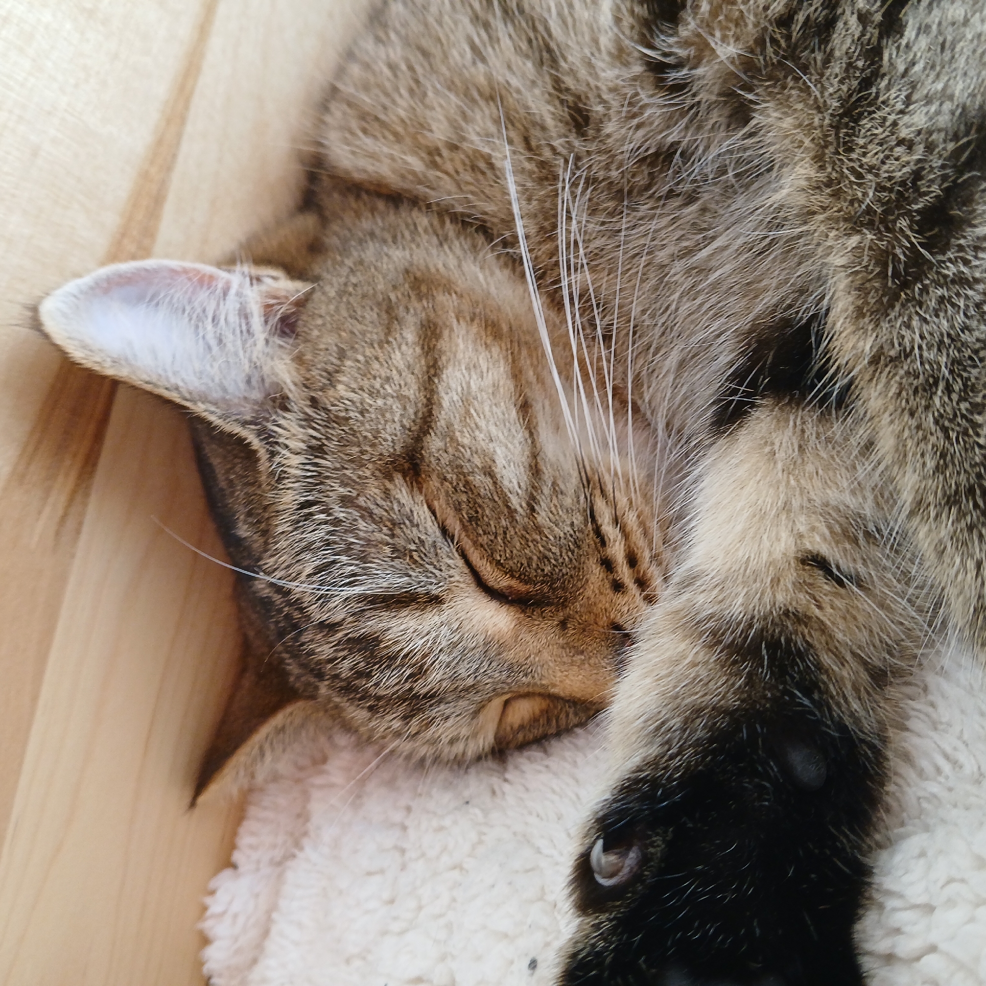 A close-up, eye-level shot shows a tabby cat sleeping on a fluffy white blanket. The cat is curled up, with its head resting on its paws and its eyes closed. Its fur is a mix of brown, black, and white stripes. The background is a light-colored wooden surface. The image was taken in the city of Samarskiy, Russia.