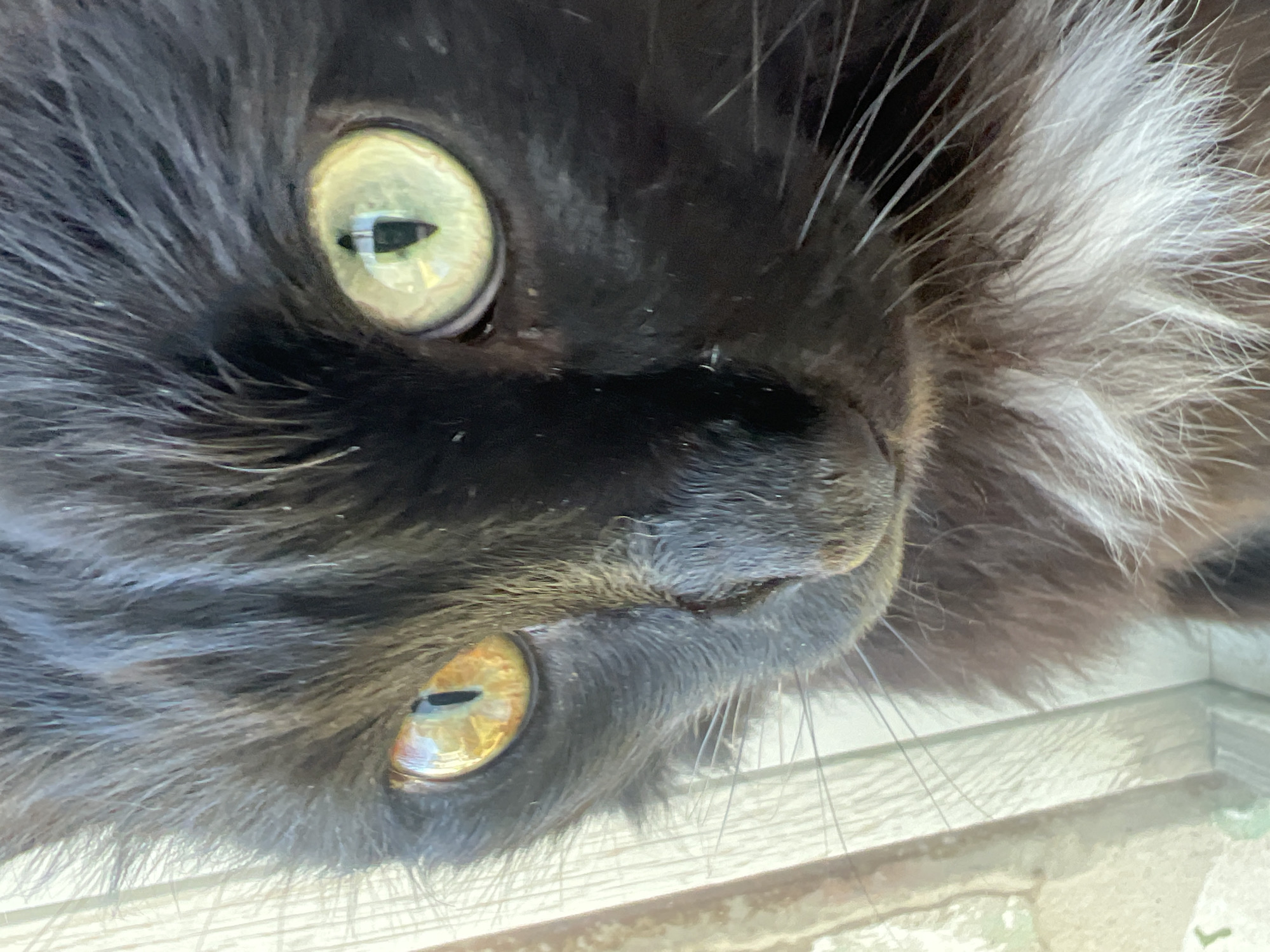 A close-up, head-and-shoulders shot shows a black cat with white fur on its chest. The cat's left eye is a bright yellow-orange, and its right eye is a pale green. Both eyes are wide open and staring directly at the camera. The cat's pupils are vertical slits. The cat's fur is slightly wet, and some strands are sticking out from its face. The background is blurred, but appears to be a light-colored wall or window frame. The image is taken in Chaikovsky, Russia.