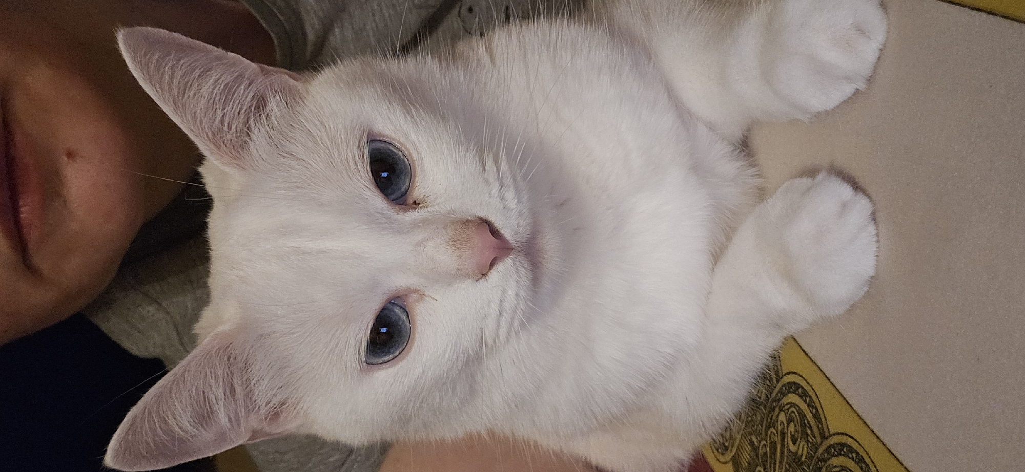 A close-up, head-on, vertical shot shows a white cat with striking blue eyes. The cat's fur is primarily white with subtle hints of cream or light beige around its ears and face. Its ears are pointed and stand upright, giving the cat an alert appearance. The cat's nose is a soft pink, and its mouth is closed, creating a neutral expression. Its eyes are the most prominent feature, with a deep blue iris and a reflective pupil.
The cat is positioned in the foreground, its paws tucked neatly in front of its body. It appears to be resting on a surface that is partially visible and has a yellow and black patterned design, possibly a blanket or a cushion. Behind the cat, a person's chin and mouth are visible, suggesting the cat is being held or is close to its owner. The person is wearing a grey t-shirt. The background is dark and out of focus, with no discernible details.
The image quality is sharp, with good detail and natural lighting. The focus is squarely on the cat's face and upper body, highlighting its features. There are no indications of the city of Krasnodar, Russia, or any specific environmental details that would allow for its localization.