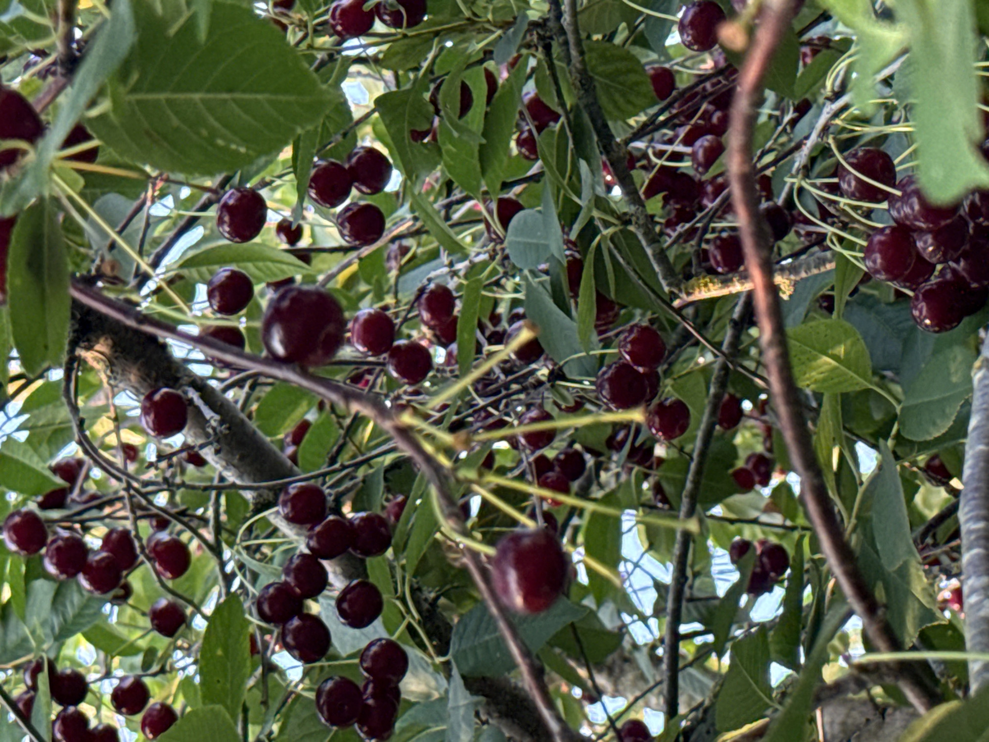This is a close-up, eye-level shot of a cherry tree branch laden with ripe, dark red cherries and green leaves. The image is dominated by the fruit and foliage, with branches and some dappled sunlight visible in the background. The scene appears to be an outdoor setting, likely a garden or orchard, and the presence of such a tree suggests it is a private property. The setting of Vikraičiai, Lithuania, is not visually discernible from the image itself but can be inferred as context. There are no people or animals visible in the photograph, nor are there any specific actions or interactions depicted. The focus is entirely on the natural bounty of the cherry tree.