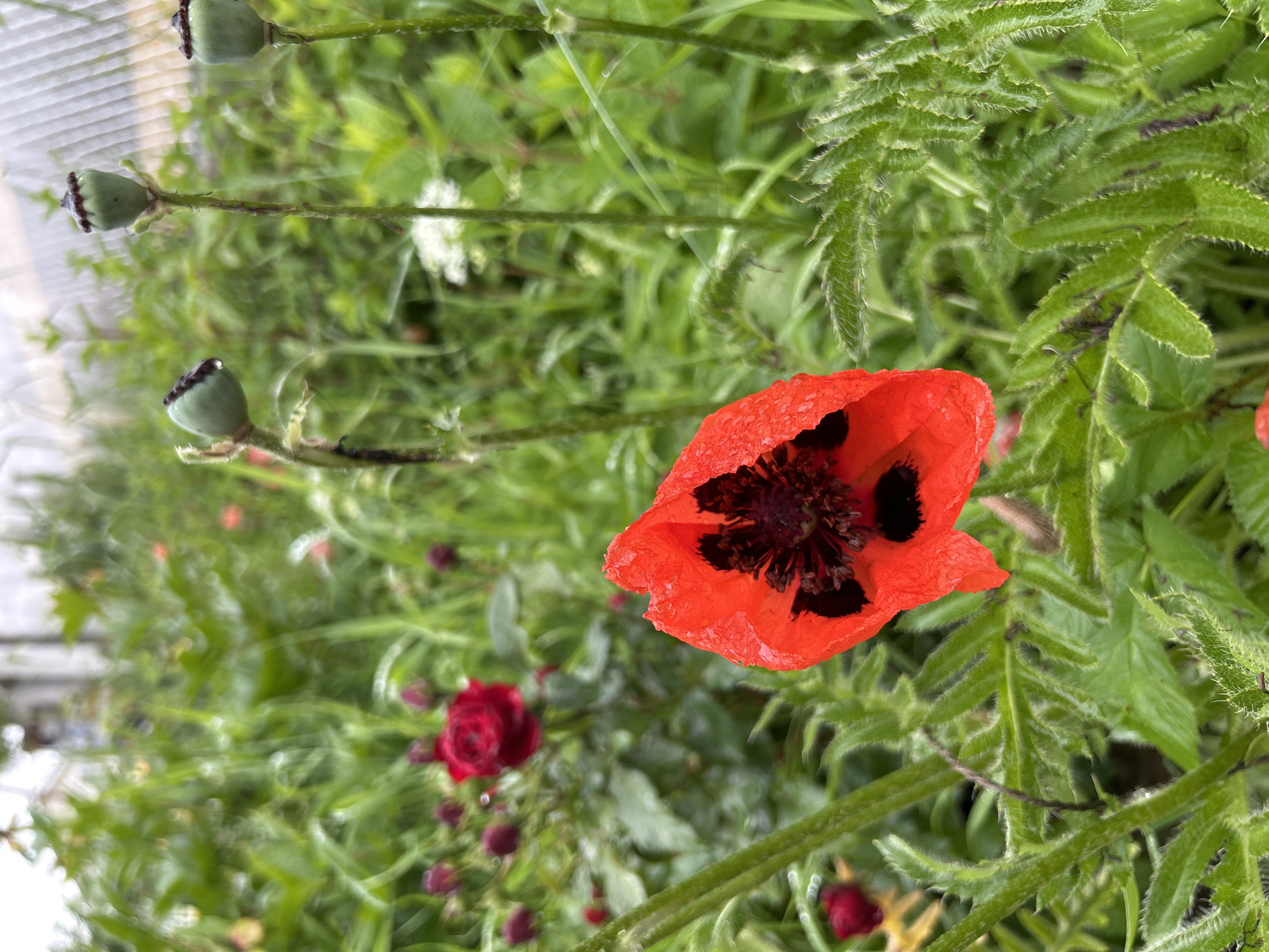This is a close-up, slightly blurry, eye-level shot of a red poppy in a garden. The poppy is in the foreground, with its vibrant red petals and dark center clearly visible. Dewdrops cling to the petals, indicating recent moisture. Behind the poppy, there's a dense background of green foliage, with hints of other flowers and poppy seed pods. The overall impression is one of a lush, natural setting, possibly a garden or meadow. The image is not specific to the city of Скурыгино, Russia, as there are no discernible landmarks or contextual clues to suggest a particular location.