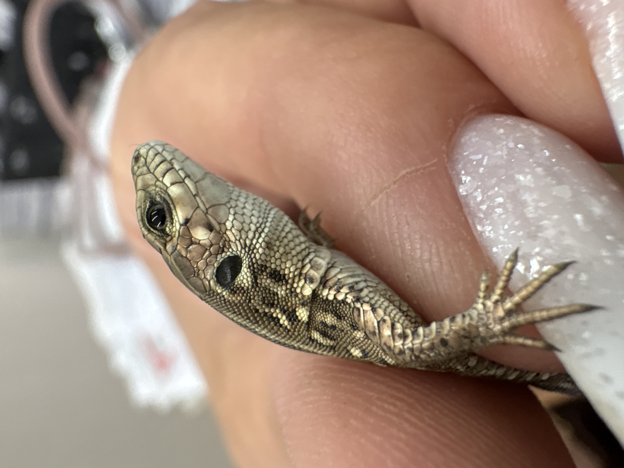 A close-up, eye-level shot shows a small lizard held in a person's hand. The lizard, primarily brown and tan with darker markings, is positioned vertically, with its head facing right and slightly upward. Its scales are clearly visible, as are its black eye and delicate claws on its front foot. The person's hand, with a light-colored fingernail that appears to have glittery polish, forms the background. The background is blurred, but hints of white paper and possibly fabric are discernible. The setting is not explicitly within the city of Noviy, Russia, but rather a human hand in an indoor environment.