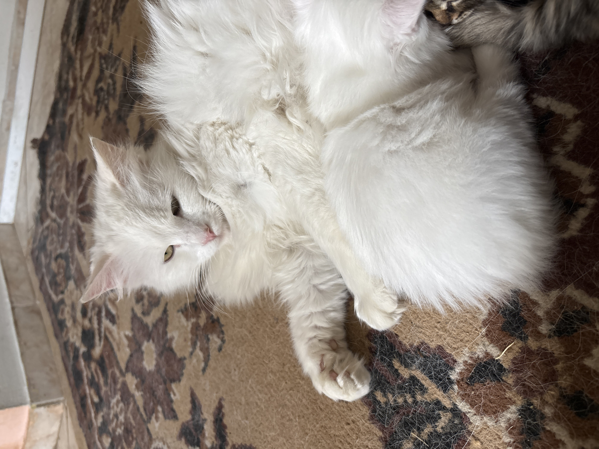 A close-up, high-angle shot depicts two fluffy white cats resting on a patterned rug, likely indoors. One cat is mostly obscured, while the other faces the camera with its head tilted. The rug has a brown and tan pattern. Tiles are visible in the background. The image was likely taken in Asenovgrad, Bulgaria.