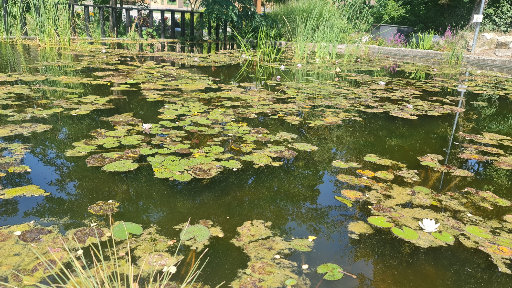 This is a photograph of a pond filled with lily pads and a few white water lilies. Tall grasses and a wooden fence are visible in the background, along with greenery and trees. The water is dark and reflects the surrounding environment. This pond is located in the Bratislava Zoo in Bratislava, Slovakia.
