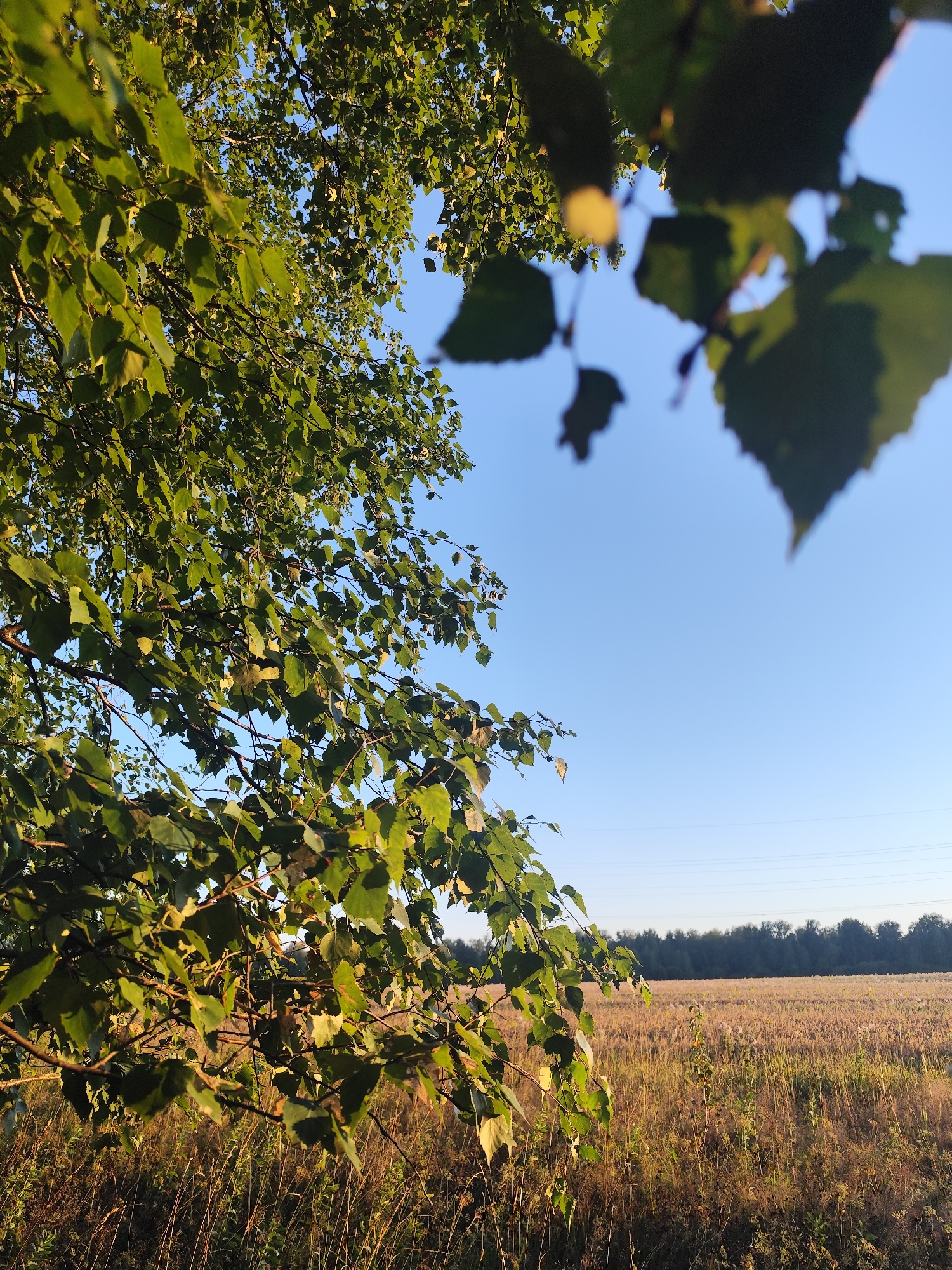 A close-up shot frames lush green foliage in the foreground, obscuring parts of a bright blue sky. Beyond the leaves, a vast field of dry, golden grass stretches towards a dark treeline on the horizon. Faint power lines are visible against the sky. The scene appears to be an outdoor landscape, likely in the vicinity of Барлакский, Russia.