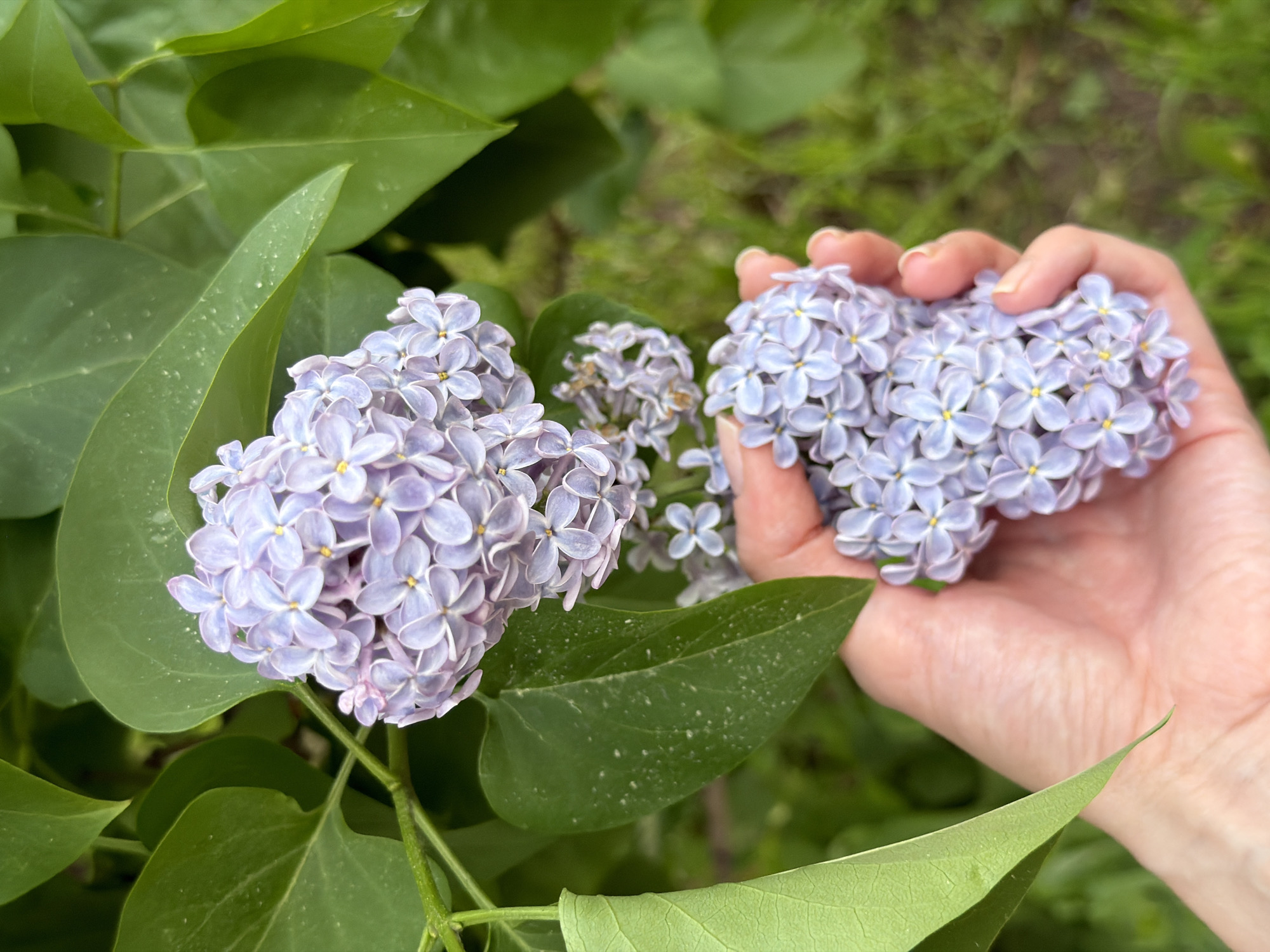 A close-up image shows a person's hand holding a cluster of light purple lilac flowers. Next to the hand, another cluster of similar lilac flowers is attached to a bush with green leaves. The background is blurred green, suggesting an outdoor setting, likely a garden or park. Given the presence of lilacs, it is plausible the photo was taken in Moscow, Russia.