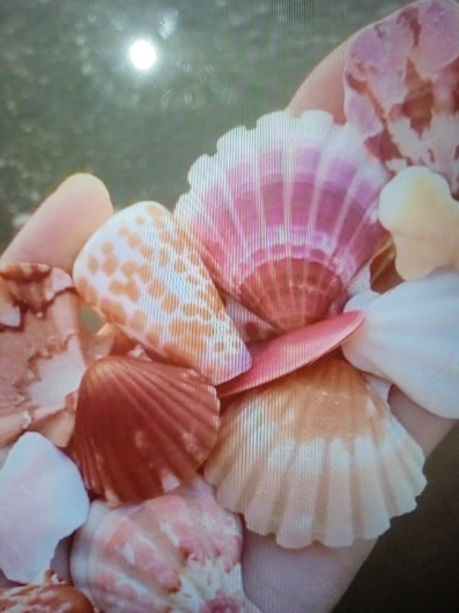 A close-up, overhead shot shows a hand holding a collection of seashells of various colors, including white, pink, and orange. The shells are arranged in a pile, with some overlapping and others exposed. The background is blurred and appears to be a natural outdoor setting with hints of greenery. The image is taken in Chernivtsi, Ukraine.