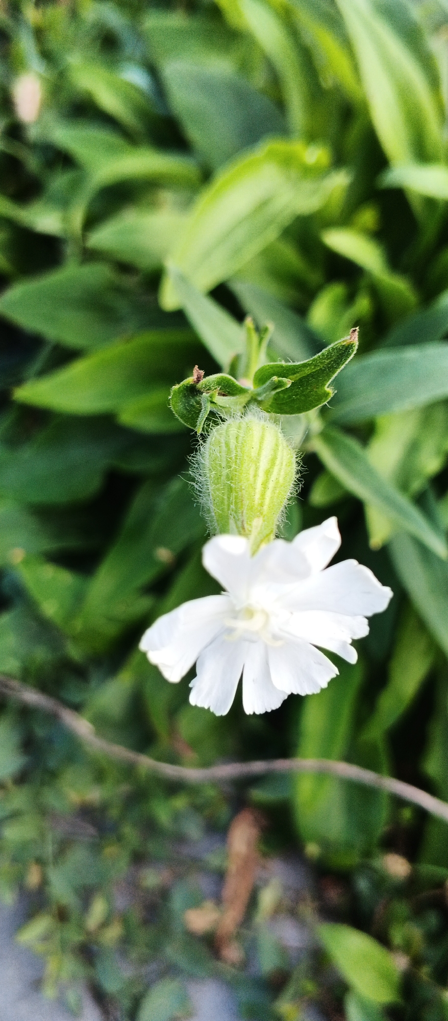 A close-up, vertically oriented photograph captures a single, delicate white flower with five notched petals, partially opened, centered against a soft-focus background of lush green foliage. The flower's center reveals pale yellow stamen. Above the bloom, a plump, green, fuzzy bud with prominent vertical lines is visible, flanked by small, fuzzy green leaves. The overall impression is one of natural beauty, possibly in a garden or wild setting. The image is not specific to Smila, Ukraine, or any urban environment.