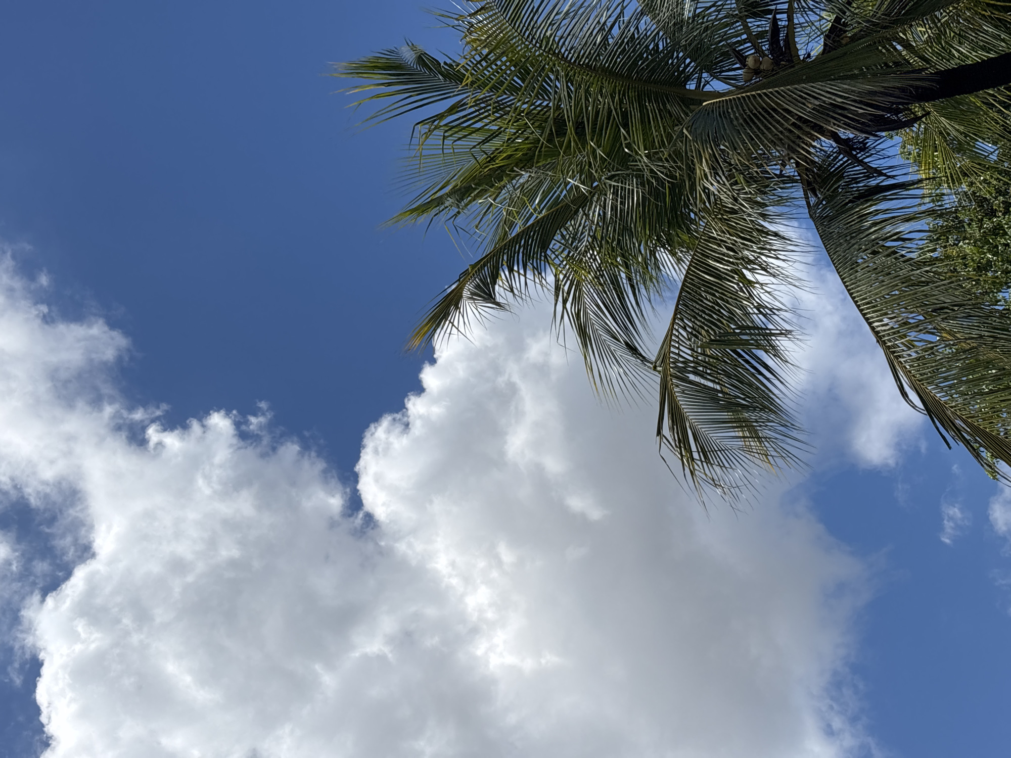 The image captures a sunny day in South Denpasar, Indonesia, showcasing a vivid blue sky interspersed with large, puffy white clouds. The fronds of a palm tree partially frame the upper right corner of the shot, their leaves a dark green color. The scene appears peaceful and characteristic of a tropical locale. There are no people visible in the frame.
