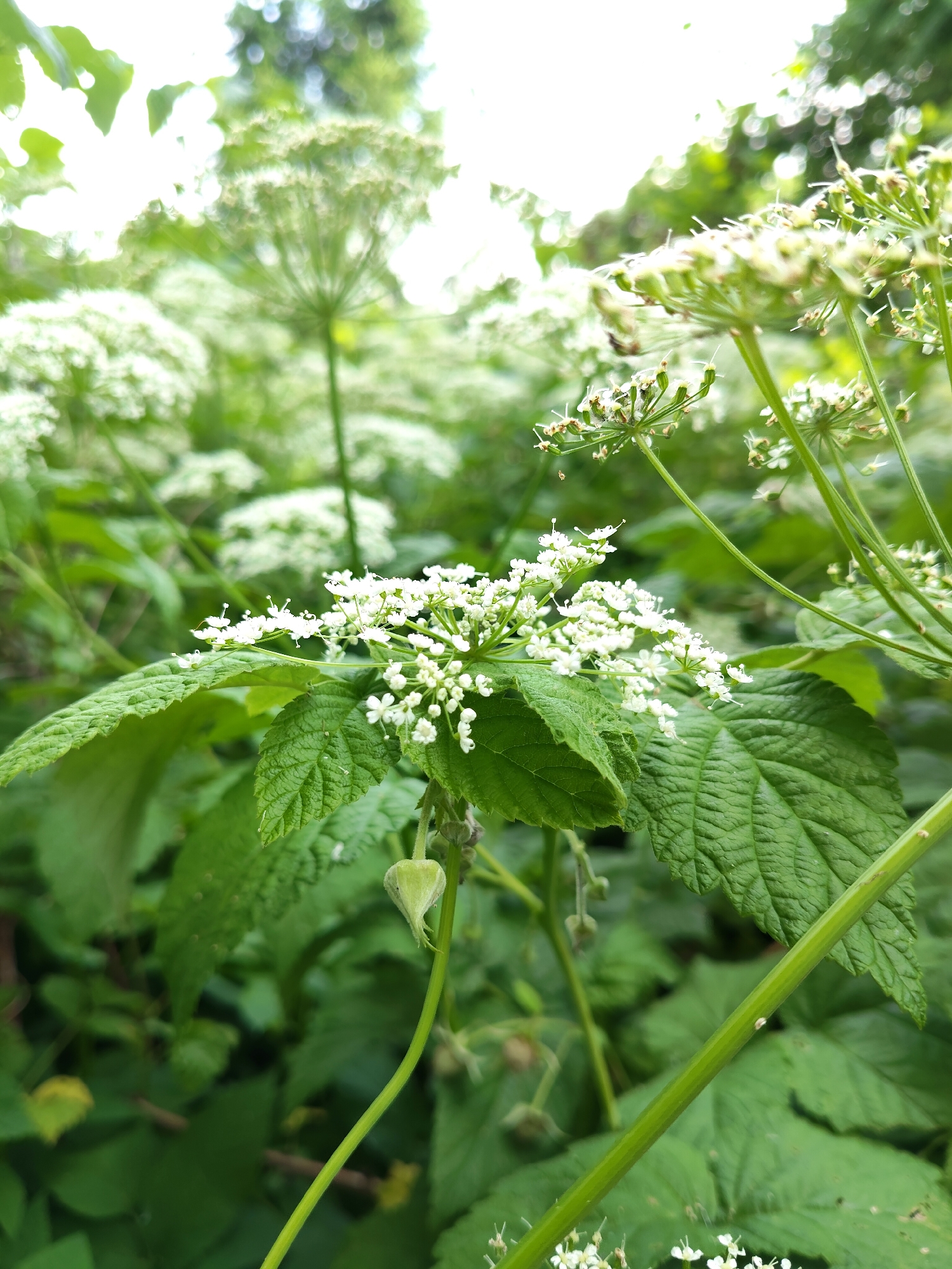 The image shows a close-up of white flowers and green leaves in what appears to be a natural, outdoor setting. The flowers are small and clustered together, with delicate white petals and thin stems. The leaves are broad and veined, with a slightly rough texture. In the background, other plants and foliage are visible, creating a soft, blurred effect. The overall impression is one of lush greenery and delicate floral beauty. The location provided is Венюково, Russia, suggesting this scene is captured in a natural environment within that area. There are no people or specific actions depicted in the image.