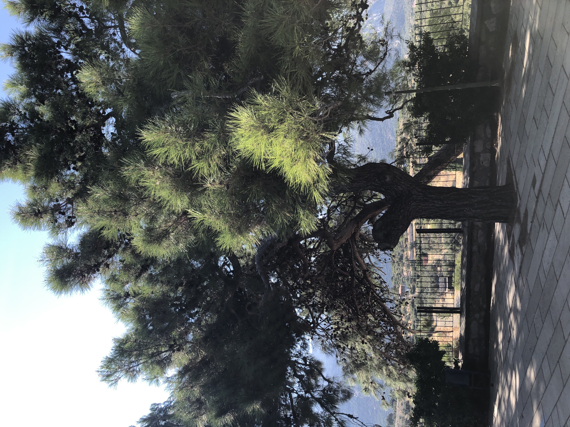 A pine tree with a thick trunk and dark, dense foliage dominates the foreground of this image. The tree's branches extend outwards, casting dappled shadows on a paved walkway. Beyond the tree, a metal fence separates the walkway from a rocky slope dotted with dry vegetation and a few buildings. In the background, rolling hills recede into a hazy blue sky. The scene appears to be in a park or a scenic viewpoint, likely in the city of Karaburun, Turkey, given the Mediterranean landscape. There are no people visible in the image, and the overall atmosphere is one of natural tranquility.