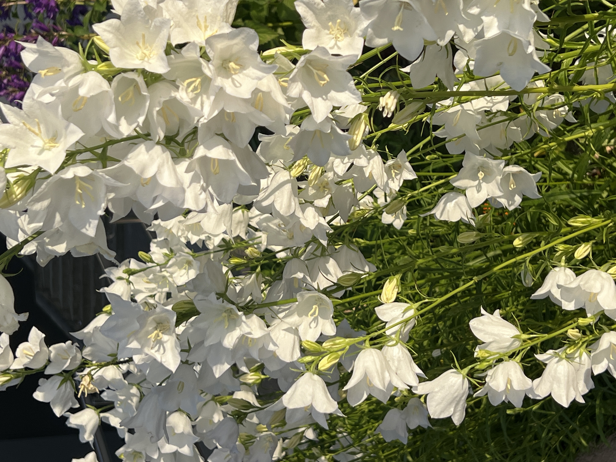 The image displays a close-up, eye-level view of a cluster of white bell-shaped flowers. The flowers are in various stages of bloom, with some fully open and others still budded. Their delicate petals are illuminated by sunlight, casting soft shadows and highlighting their texture. The stems and leaves are a vibrant green, creating a lush and natural backdrop. In the background, a dark, shadowy structure, possibly stairs or a walkway, is visible, and a hint of purple flowers can be seen on the right side. The overall impression is one of natural beauty and tranquility. No people or specific landmarks identifying Minsk, Belarus, are present in the image.