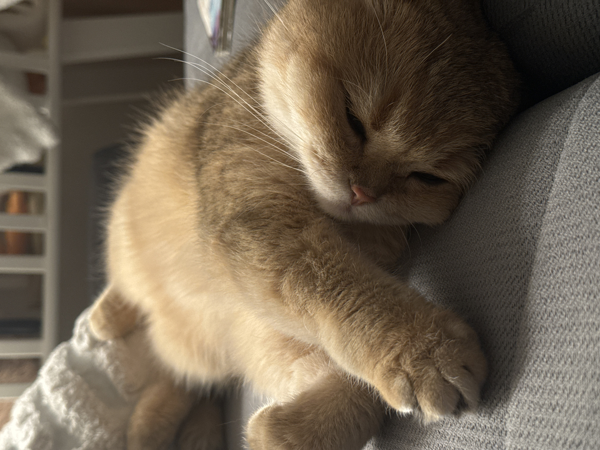 The image presents a close-up, intimate view of a domestic cat, likely a kitten, sleeping peacefully indoors in a home setting in Odintsovo, Russia. The main subject is the cat, which has soft, light brown and golden fur, with some subtle tabby markings visible on its head and paws.
The cat is curled up, resting its head on a textured gray fabric, possibly a sofa or armchair. Its eyes are gently closed in slumber, and its small pink nose is clearly visible. Numerous long, white whiskers extend from its muzzle. One of its front paws is tucked under its head, while another paw is visible near the bottom right of the frame, also resting on the gray fabric. A textured, light-colored (possibly white) blanket or towel is partially visible on the left side, where the cat's body appears to be partially draped over it.
The lighting suggests it is daytime, with natural light falling softly on the cat, highlighting its fur and creating gentle shadows that emphasize its relaxed posture. The background is softly blurred, showing indistinct shapes of what appear to be shelves or furniture. The overall atmosphere is one of tranquility and comfort. There is no visible text in the image.
