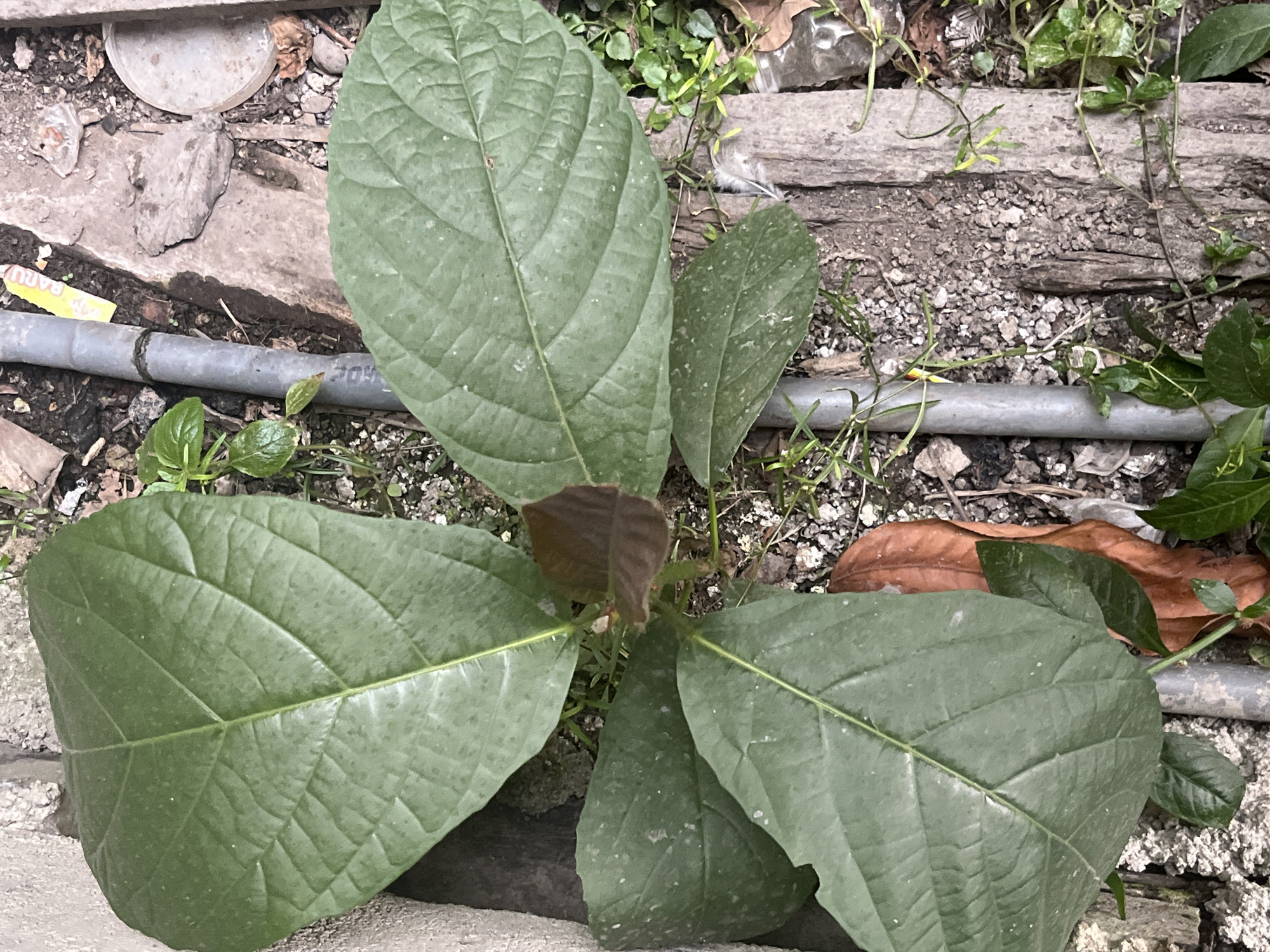 This is a close-up, overhead shot of a small plant with large, dark green leaves and a few smaller, reddish-brown leaves at the center. The plant is growing in a mixture of soil and small pebbles. There is a grey pipe running horizontally across the frame. To the right of the pipe are some weathered wooden planks and a small pile of debris. The plant is located near a concrete wall on the left side of the image. The overall environment appears to be an outdoor urban or semi-urban setting, possibly a neglected corner or garden.
