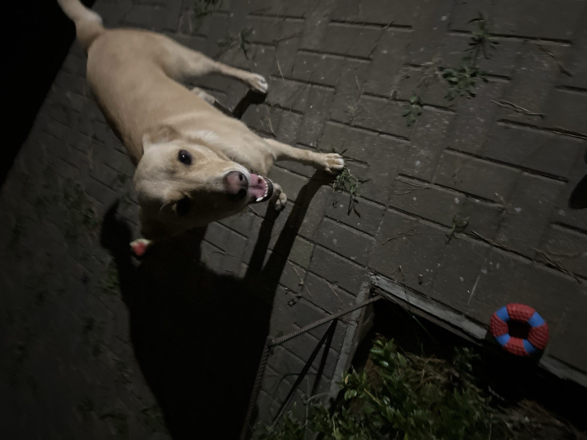 A light-colored dog stands on a paved pathway at night. The dog is facing the camera with its mouth open, appearing to be panting or excited. A small, circular toy with red and blue sections is visible on the pathway in the lower left corner of the image. The background is dark, with shadows cast by the dog and other unseen objects. The pathway appears to be made of rectangular paving stones. There are some green plants and dry debris on the pathway. No specific location within Sochi, Russia is discernible from the image.