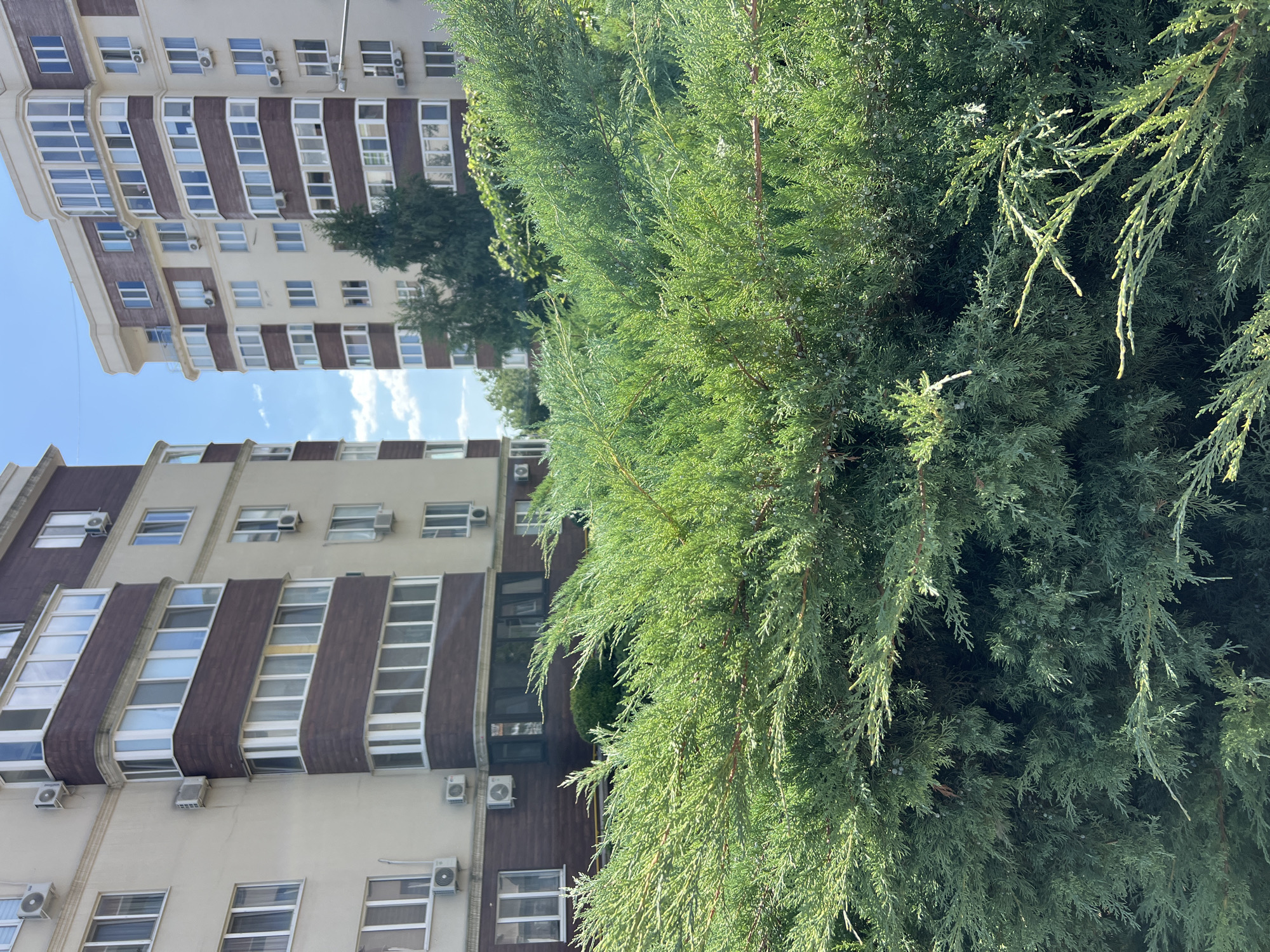 The image captures a daytime view of two apartment buildings in Kryzhanivka, Ukraine, framed by lush green coniferous bushes in the foreground. The buildings are modern, multi-story structures with beige and brown facades, featuring numerous windows and balconies. Air conditioning units are visible mounted on the exterior walls of both buildings. The sky above is blue with scattered white clouds. The dense foliage of the bushes partially obscures the lower sections of the buildings, creating a layered effect.