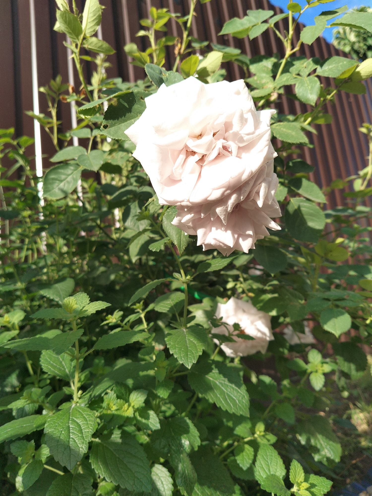 This is a close-up, eye-level outdoor shot of a light pink rose in bloom. The rose is the primary subject, positioned slightly to the left of center and taking up a significant portion of the frame. Its petals are layered and ruffled, with some appearing slightly wilted. Behind the rose, a dense bush with dark green leaves is visible. In the background, a brown corrugated metal fence runs vertically, with bright blue sky peeking through gaps at the top right. The lower part of the image is dominated by smaller green plants with serrated leaves. The lighting suggests it is daytime, with sunlight casting shadows and highlighting the rose petals. The location is identified as Zhilino-2, Russia. There are no people or animals present in the image.