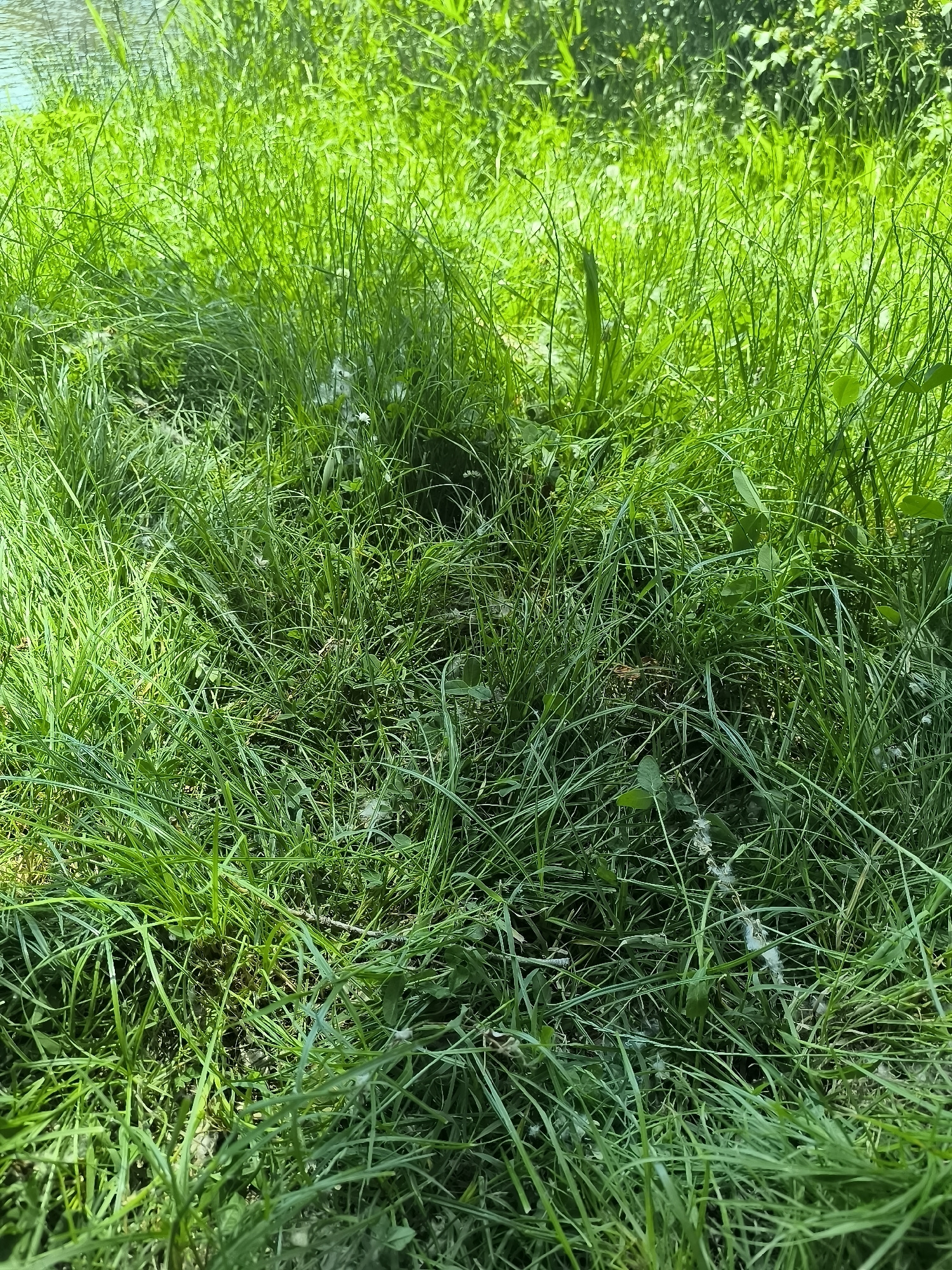 The image depicts a patch of overgrown green grass, likely in an unkempt area. The grass is lush and dense, with varying shades of green suggesting different species or levels of maturity. There are scattered white seed heads or fluffy debris interspersed within the grass blades. The background appears to be a continuation of the grassy area, with some slightly blurred foliage in the upper part of the image. The lighting is bright, casting shadows within the grass. There is no evidence of people, subjects, objects or interactions. It cannot be confirmed this is in Chézenas, France.