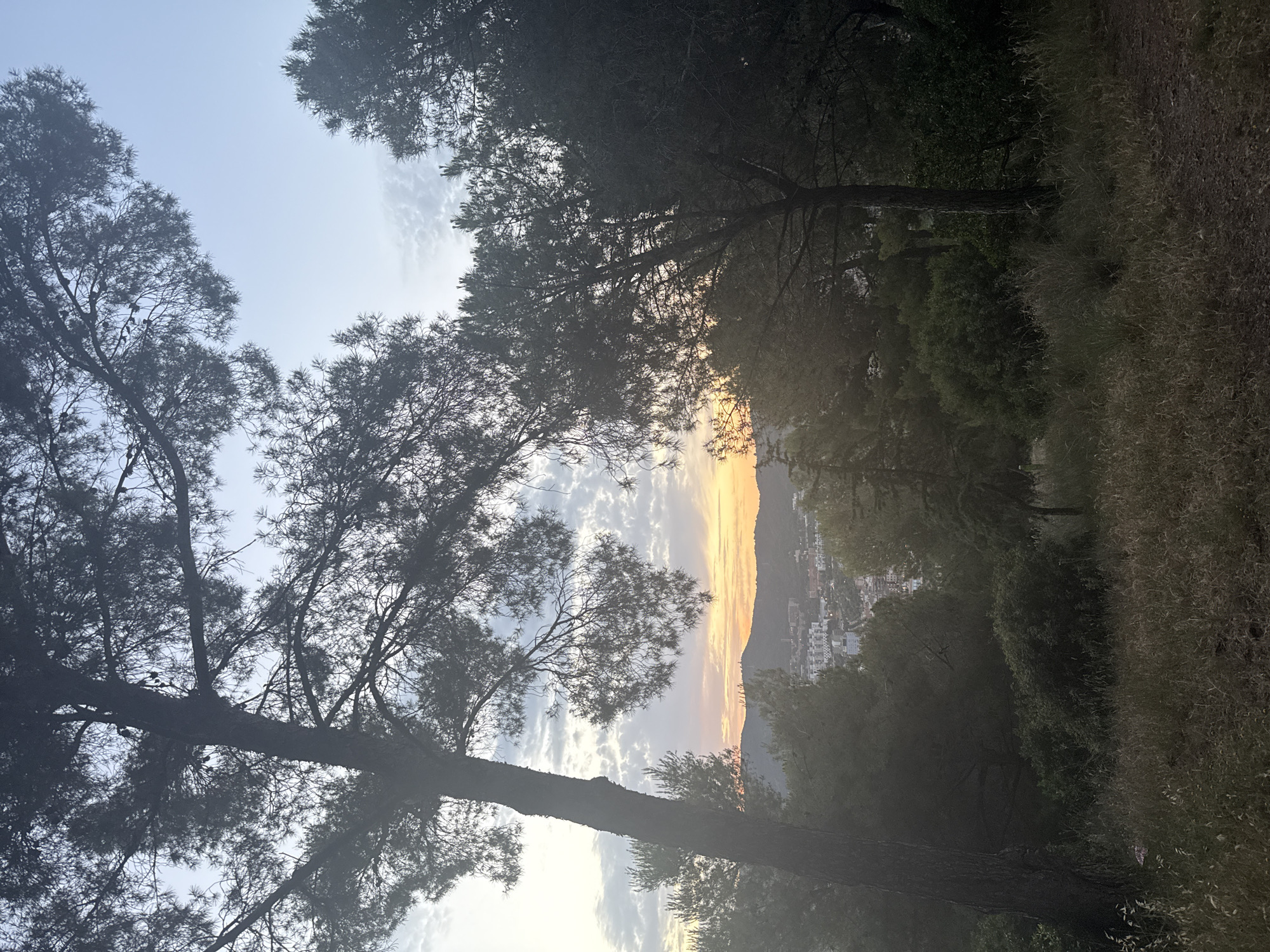 This is a landscape photograph taken from a vantage point overlooking a city, likely Barcelona, Spain, at dusk or dawn. The foreground is dominated by the silhouettes of pine trees and other dense vegetation, with a path or dirt track visible on the right. The mid-ground reveals a cityscape with buildings and structures, partially obscured by trees. The background features rolling hills or mountains under a sky with scattered clouds. The lighting suggests either sunrise or sunset, with warm, soft hues of orange and yellow on the horizon, transitioning to cooler blues and grays in the upper sky. No people or animals are visible in the image.