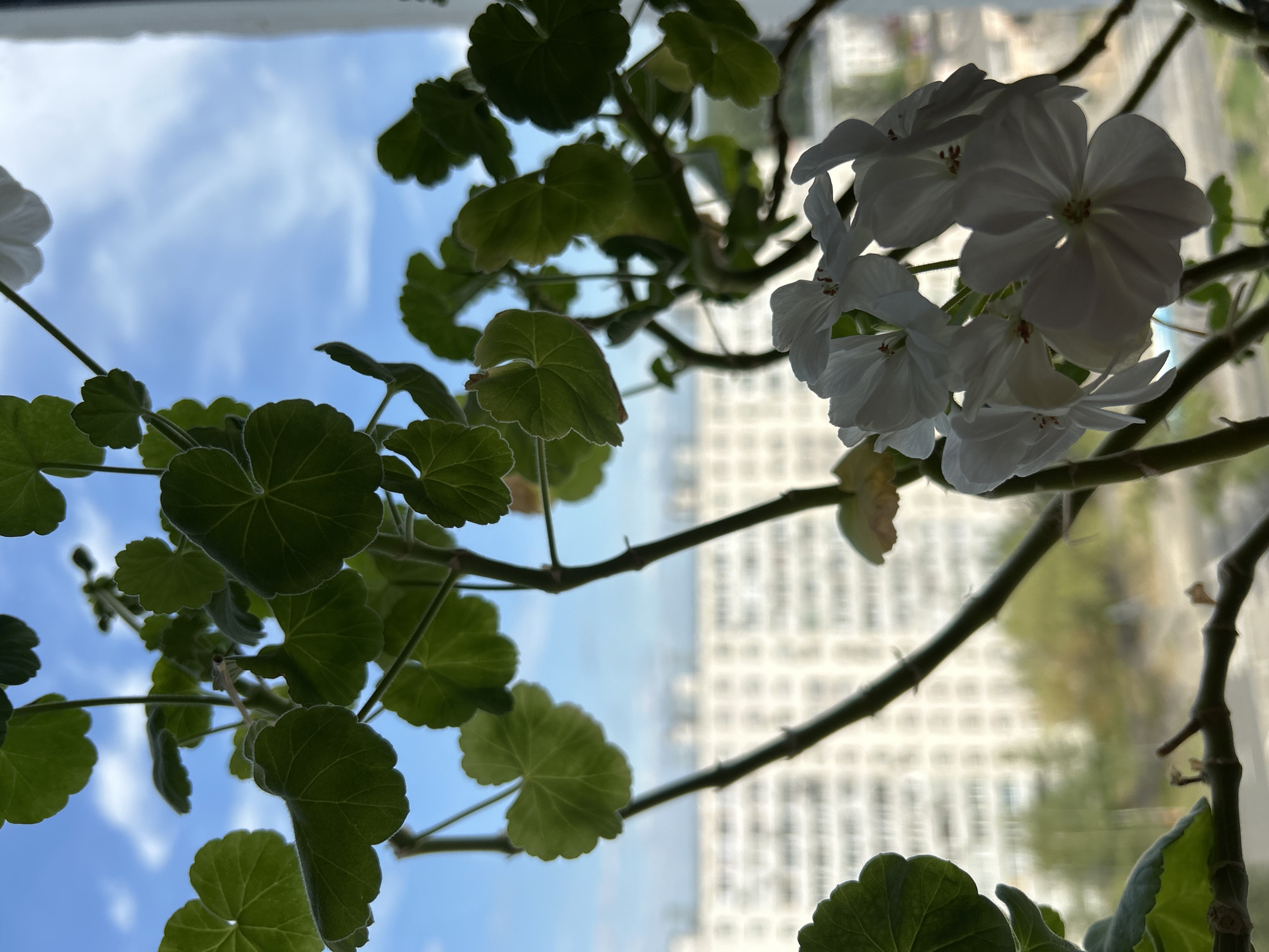 The image shows a close-up of white geranium flowers and green leaves in the foreground, with a blurred background of a building and blue sky with clouds. The perspective is from inside a room, looking out a window. The building in the background appears to be a typical apartment building, possibly from the Soviet era, with a uniform facade and multiple windows. The lighting suggests it is daytime, with natural light filtering in from the window. No people or specific Moscow landmarks are visible.
