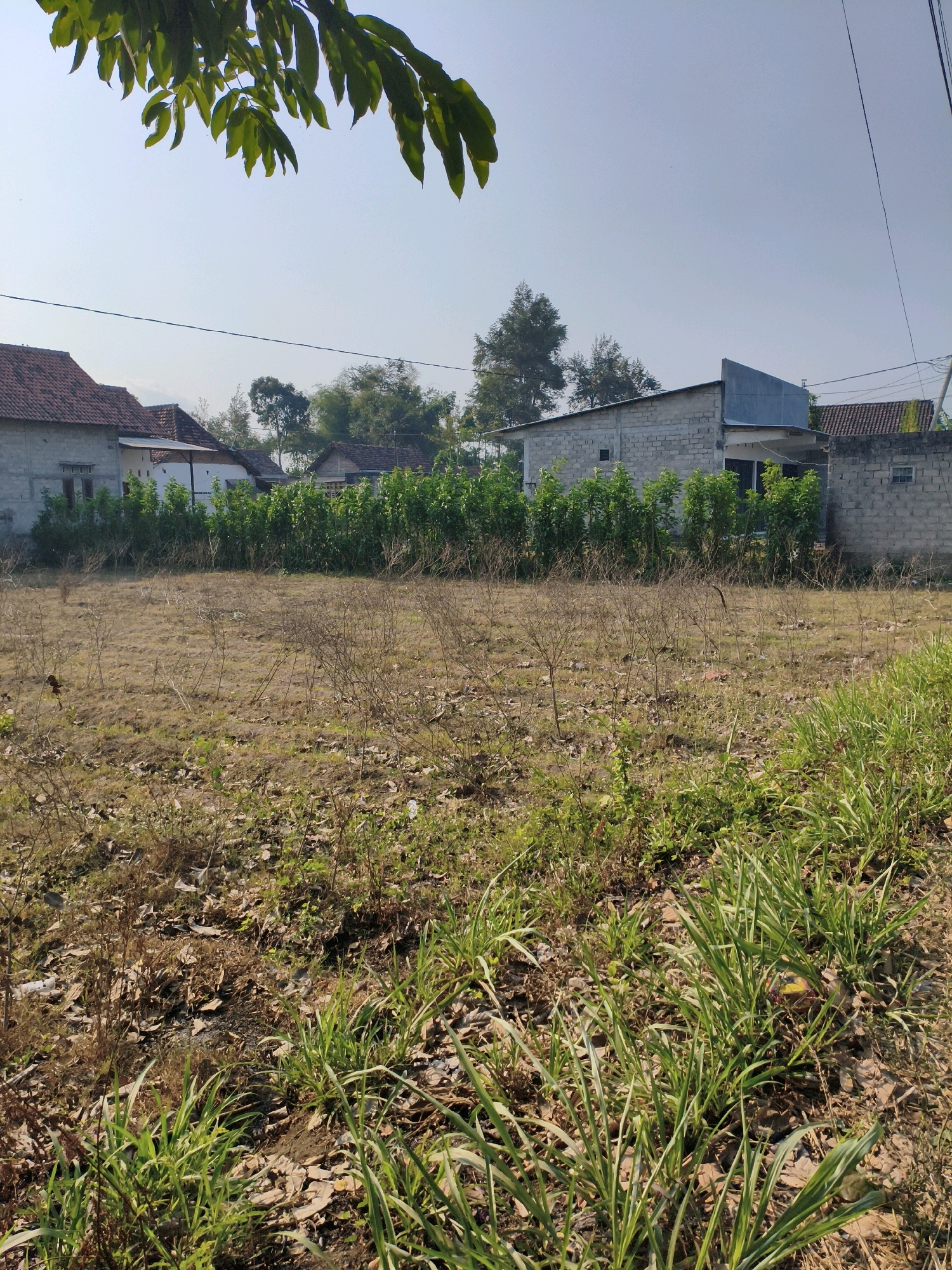 A low-angle outdoor photograph captures a sunlit scene in Trenceng, Indonesia, dominated by a dry, overgrown field in the foreground. The field is covered with sparse brown grass, dry leaves, and scattered dead plants, interspersed with patches of greener, taller grass on the right. In the midground, a dense line of lush green bushes or small trees runs horizontally across the image, separating the field from a row of buildings.
The buildings appear to be residential structures. On the left, a house with a red tile roof and light-colored walls is visible. To its right, several other buildings are situated, including one constructed with grey bricks, featuring a modern, angled metal roof. The structures are simple and appear to be of modest construction.
The background consists of a clear, pale blue sky with a few wispy clouds. The tops of mature trees are visible behind the buildings, suggesting a semi-rural or suburban environment. A single dark power line stretches across the upper portion of the frame, indicating the presence of utilities. The overall impression is one of a quiet, sunny day in a developing area.