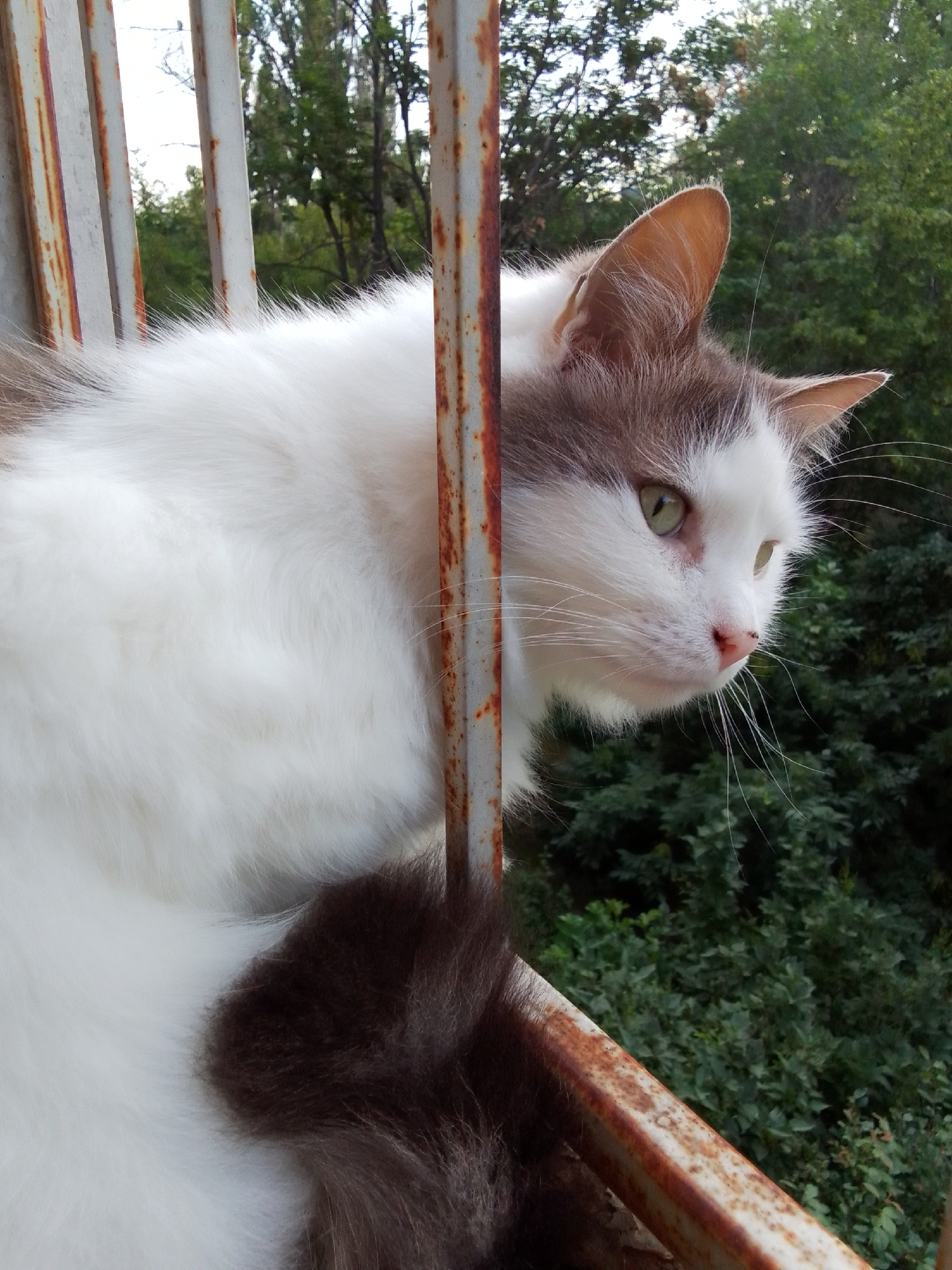 A medium shot captures a fluffy, white and brown cat looking to its right, peering through rusty metal bars. The cat's head is partially obscured by the bars, but its bright green eyes and pink nose are visible. Its fur is long and soft, with patches of brown on its head and tail. The background is a blur of green trees and foliage, suggesting an outdoor setting with natural light. The scene is devoid of any human presence.