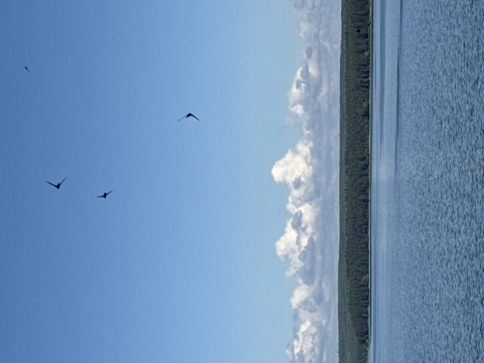 This image depicts a serene natural landscape, likely taken over the Votkinsk Reservoir in Votkinsk, Russia. The scene is divided horizontally into a vast expanse of sky and a body of water, separated by a distant treeline.
The upper and central portions of the image feature a bright, clear blue sky, indicating daylight. Scattered white cumulus clouds are visible along the right side of the sky, adding texture and suggesting fair weather. Silhouetted against the bright sky are several dark birds in flight. One bird is positioned in the upper left, another centrally on the left, and a group of three birds is visible in the lower left, flying close together. Their distinct shapes suggest they could be swallows or swifts.
A dark green, dense treeline, likely a forest, stretches across the mid-ground, forming a horizontal horizon between the sky and the water. This continuous line of trees borders a large body of water that occupies the entire right side and bottom of the frame. The water is a deep blue-grey and shows numerous small ripples across its surface, indicating a gentle breeze disturbing its otherwise calm appearance. The overall impression is one of peaceful natural beauty and expansiveness. There is no visible text in the image.