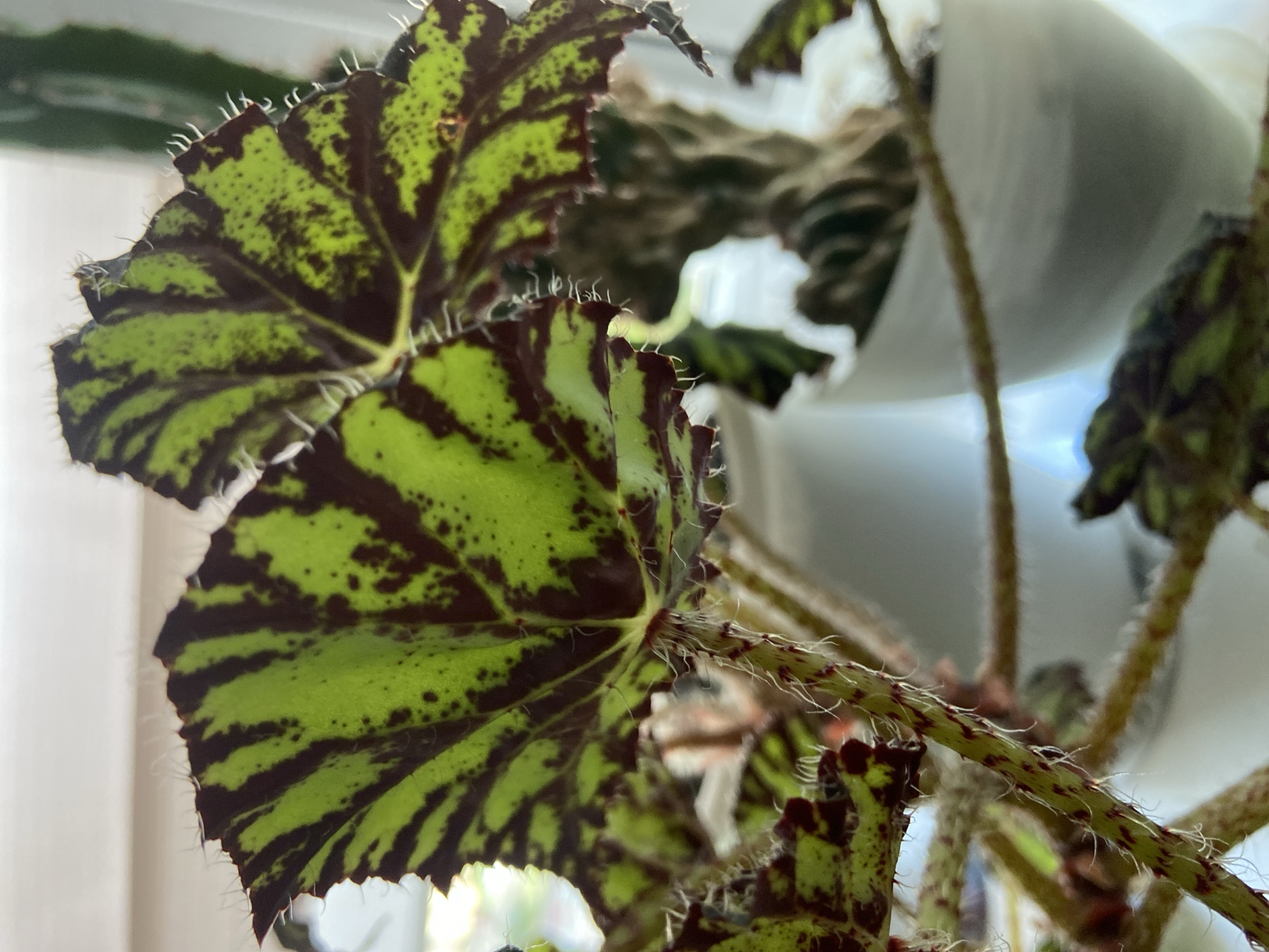 The image shows a close-up of a plant with distinctive lime green leaves patterned with dark brown stripes and spots. The edges of the leaves are serrated and have a fuzzy texture, as do the stems which are also speckled with red. In the background, out of focus, are white pots containing plants. The overall lighting suggests an indoor environment, possibly near a window. The image does not provide any information about the city of Balashikha, Russia, or any specific location within it. There are no people, actions, or interactions visible in the image.