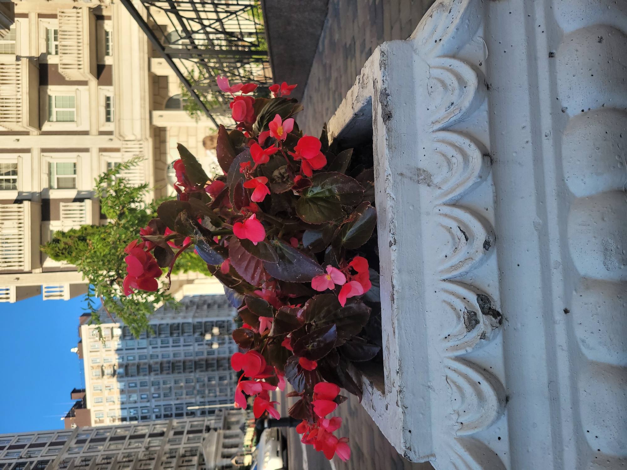 The image shows a close-up of a large, ornate, white concrete planter filled with vibrant red and pink begonia flowers. The planter is located on a paved sidewalk, with the edge of a street visible to the left and a portion of a building's facade in the background. To the right of the planter, a black metal fence and a walkway are visible. The building in the background is a multi-story structure with balconies and a light-colored facade, suggestive of urban architecture. The sky is a clear, bright blue. A person is visible in the middle ground, partially obscured by the foliage and fence, facing away from the camera. The overall scene depicts an outdoor urban setting.