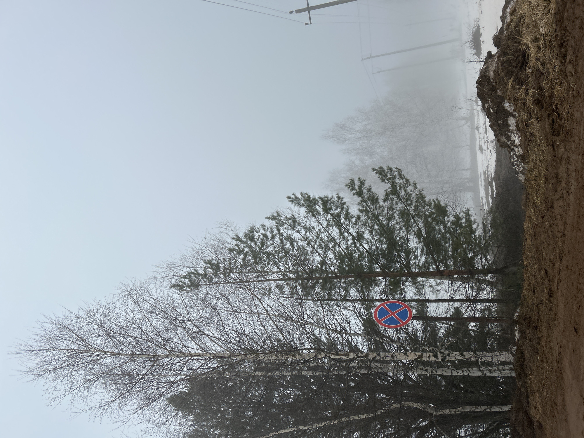 The image shows a roadside scene in Ural'skoe, Russia, on a foggy day. The perspective is slightly tilted. A road edge, with a dirt shoulder, occupies the right side of the image, showing signs of melting snow. Behind this is a line of bare birch trees intermixed with evergreen trees. A "No Stopping" sign is visible in front of the trees. The background is obscured by heavy fog, and there are power lines visible in the sky.