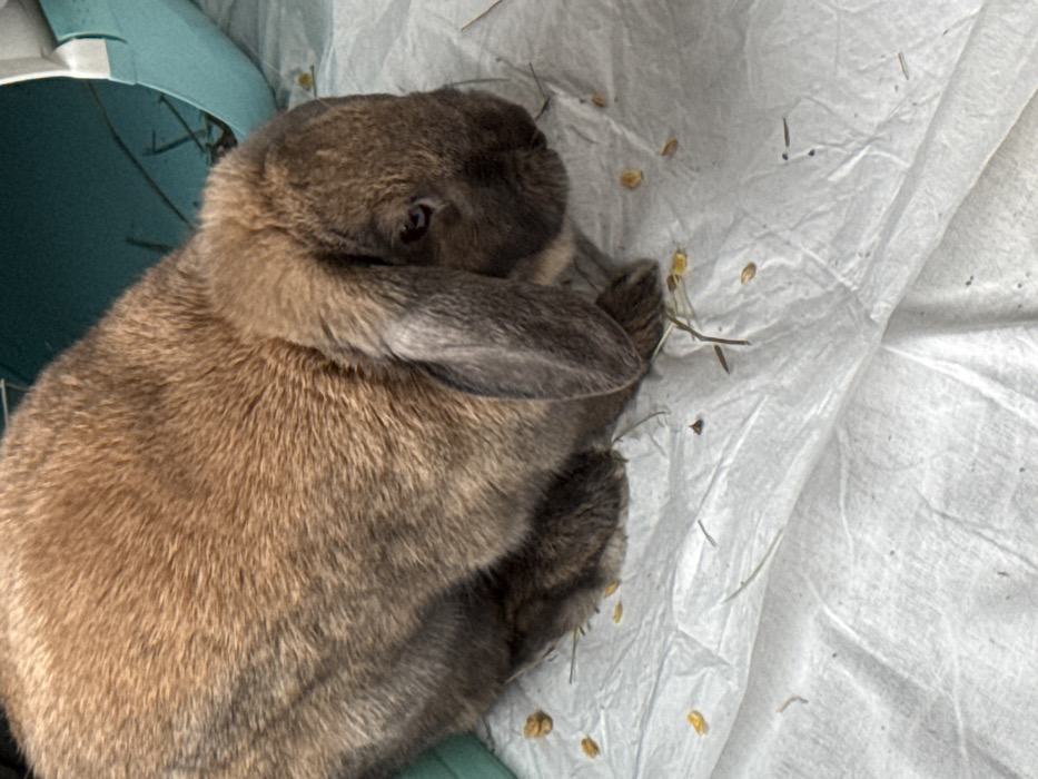 The scene is stated to be located in the city of Rossosh, Russia. The image depicts a brown and greyish-brown lop-eared rabbit, positioned centrally, facing towards the right side of the frame with its head slightly lowered. The rabbit's ears are long and droop downwards, characteristic of its breed. Its right eye, dark in color, is partially visible. The rabbit is sitting on a white, crinkled surface, consistent with a disposable mat or liner. Scattered across this white surface are numerous small, yellow-orange food pellets and thin strands of dried hay or grass. In the upper right background, a segment of a turquoise plastic structure, resembling a pet tunnel or shelter, is visible. No other living beings are present, and no discernible active interactions are occurring. The environment appears to be indoors.