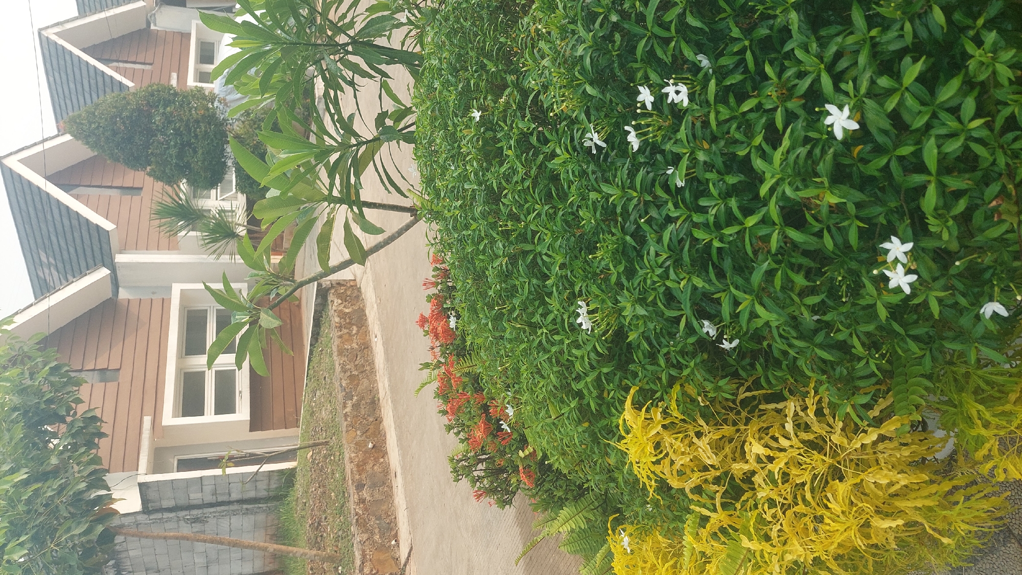 The image depicts a residential street in Gunung Putri, Indonesia. In the foreground, a lush green bush is covered with small white flowers, some of which have five petals. To the left of the green bush, a vibrant yellow-leafed plant is visible. Behind the bushes, an asphalt road runs horizontally. In the background, a row of houses with brown wood-like siding and white trim are seen. The houses have dark gray roofs and multiple windows. Tall trees and shrubs are also present in the background, some with conical shapes. The sky is overcast, suggesting a cloudy day. The overall scene conveys a sense of a well-maintained residential neighborhood.