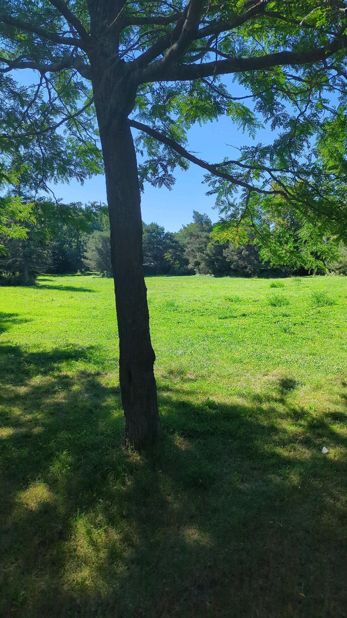 The image shows a sunlit, open grassy field bordered by a line of trees in the background. A tree trunk is prominently in the foreground, casting shadows on the grass. The sky is clear and blue. The scene appears to be a park or a natural area within a city. Based on the visual elements, this could be a park like Parc Downsview or Parc Jarry in Montreal, Canada, known for their expansive green spaces and trees.