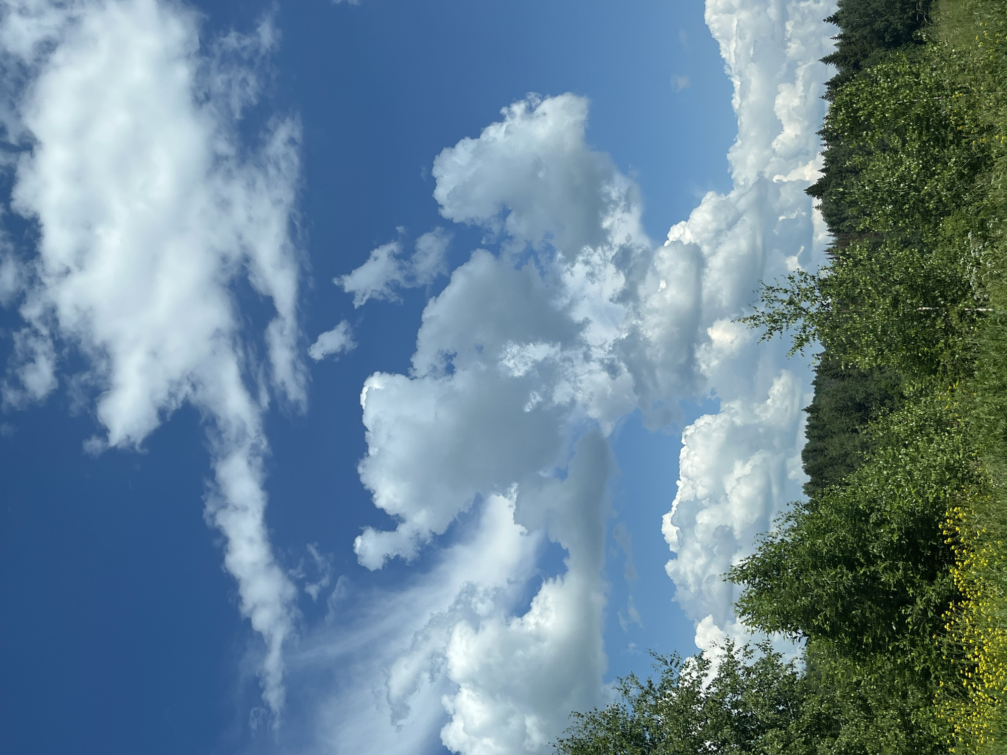 The image depicts a serene natural landscape under a vibrant blue sky dotted with fluffy white clouds. The foreground features a dense expanse of lush green trees and a field of bright yellow wildflowers. Beyond this, a thick forest stretches across the horizon, its dark green foliage creating a stark contrast against the bright sky. The scene appears to be a rural area, possibly a park or a natural preserve, with no signs of urban development or human activity. The location is identified as Al'nyash, Russia, suggesting a natural environment far from city life. The overall atmosphere is one of tranquility and natural beauty.