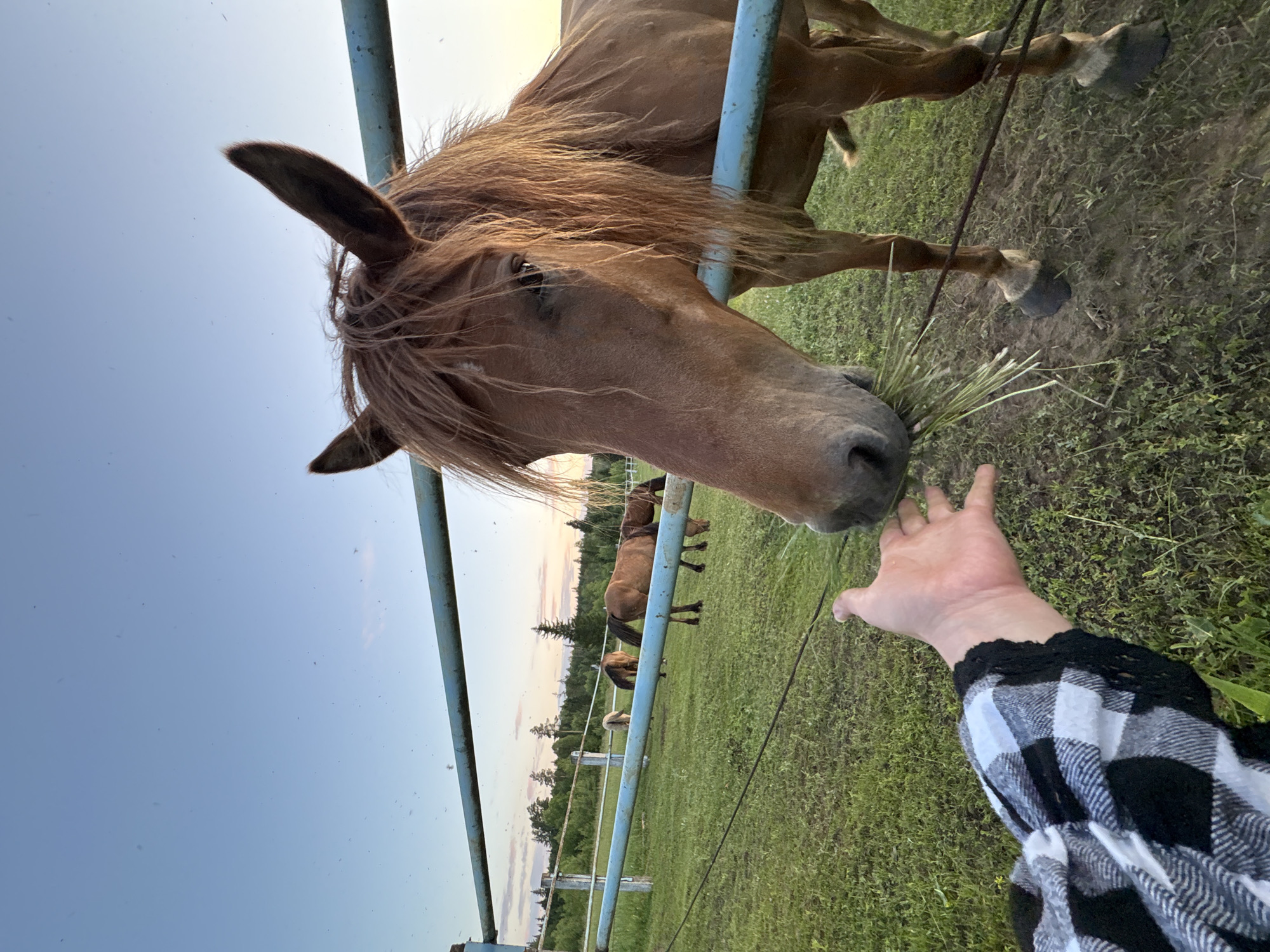 An extreme close-up shot captures a brown horse's head and a person's hand feeding it grass. The horse's muzzle is visible, with strands of green grass being held between its teeth. The person's hand, wearing a black and white checkered shirt with black lace trim, is extended towards the horse. The background shows a grassy field with other horses grazing in the distance, separated by a blue metal fence. The sky above is clear and blue with a hint of sunset colors on the horizon, and a line of trees forms the backdrop.