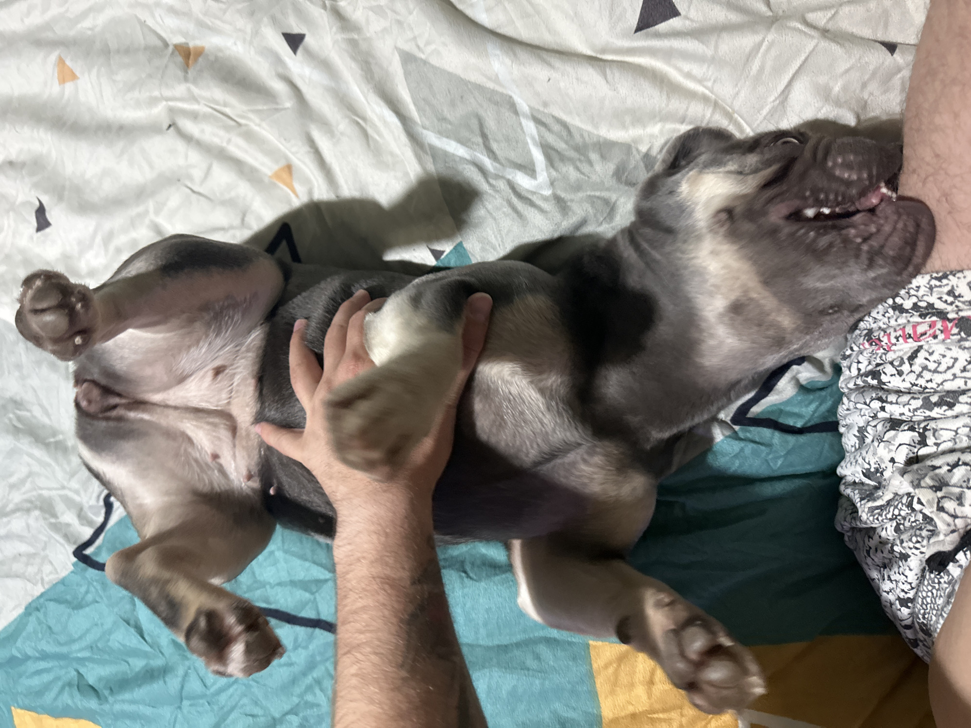 A gray and white bulldog is lying on its back on a patterned bed, with a person's arm reaching down to pet its belly. The dog's mouth is open in a smile, revealing its teeth. The bedding has a pattern of geometric shapes and lines, and a portion of a person's leg wearing patterned clothing is visible in the upper right corner of the image. The location is an indoor space, possibly a bedroom, in an unknown city.