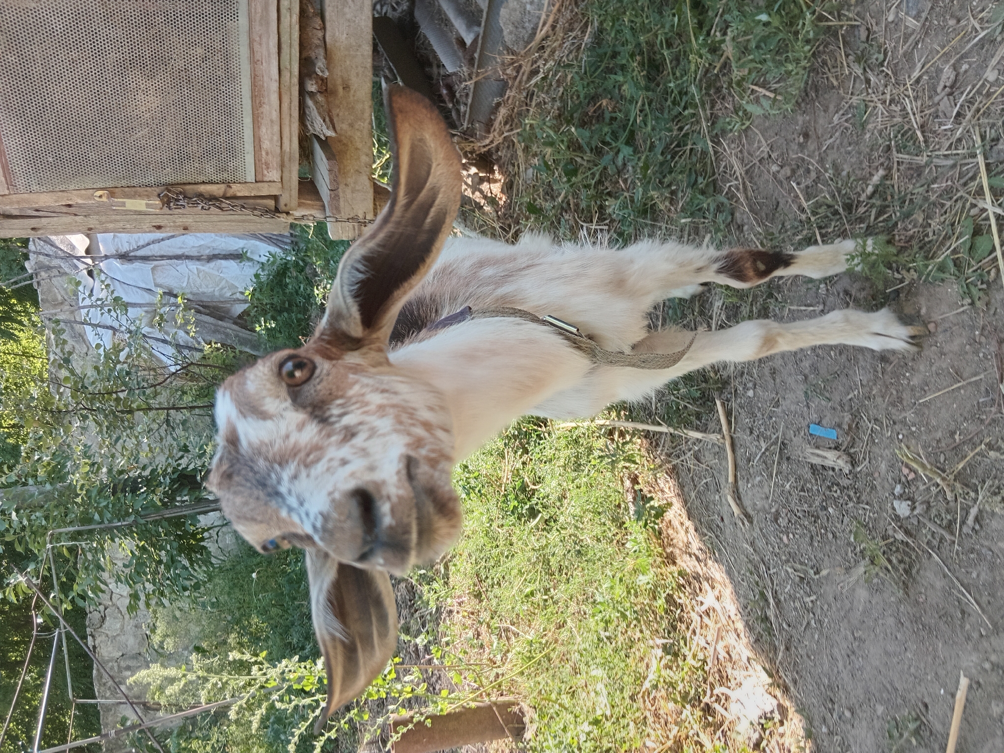 A young goat stands in a rural outdoor setting, looking directly at the camera with a curious expression. The goat is predominantly white with brown and grey markings on its face and body. It has large, prominent ears that are flared outwards. A simple woven strap is around its neck, acting as a collar or halter. The goat is positioned in the foreground, with its head and upper body filling a significant portion of the frame.
The environment surrounding the goat appears to be a farm or a yard. The ground is a mixture of dirt and sparse green grass with dry straw and twigs scattered about. In the background, there is lush green foliage and trees, suggesting a natural, uncultivated area. To the right of the goat, there is a wooden structure with a metal mesh panel, possibly a coop or enclosure, with a chain attached to it. Further in the background, there are more structures, including a light-colored tarp draped over some objects, and a stone wall.
The lighting indicates it is daytime, with sunlight casting shadows and highlighting the textures of the scene. The overall impression is that of a candid shot capturing the animal in its natural habitat. The scene is set in Cotiujenii Mari, Moldova, a location characterized by rural landscapes and agricultural activities.