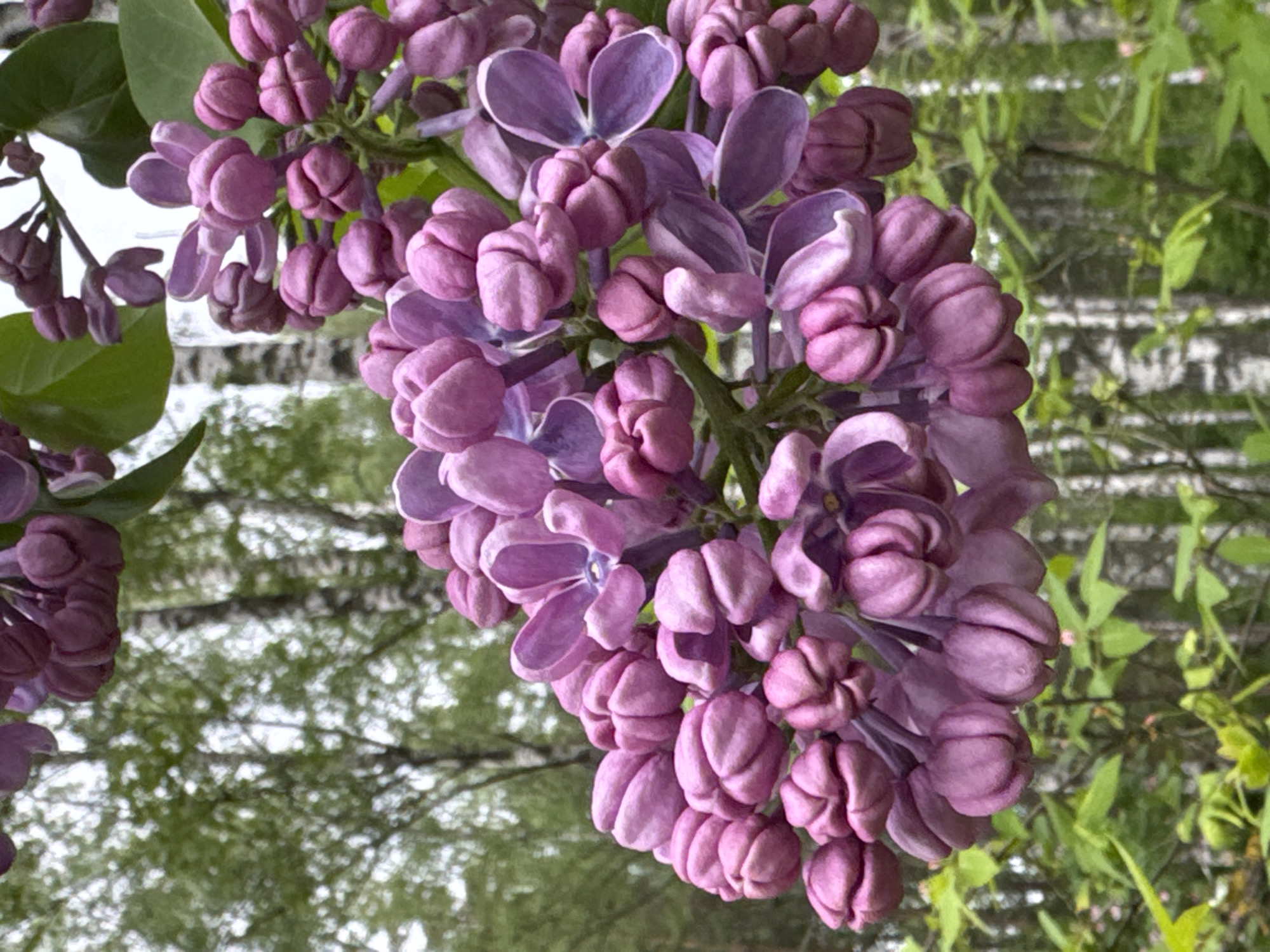 A close-up, outdoor shot displays clusters of light purple lilac blossoms. Some flowers are fully open, while others remain as buds. Green leaves are present around the flowers. The background includes foliage and blurry images of white birch trees. The location is likely a garden or park, plausibly in Saint Petersburg, Russia, given the plantlife present.